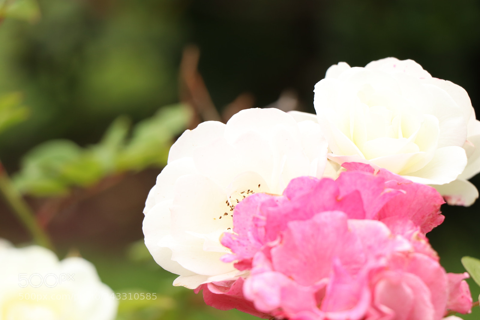 Canon EOS 77D (EOS 9000D / EOS 770D) sample photo. Img photography