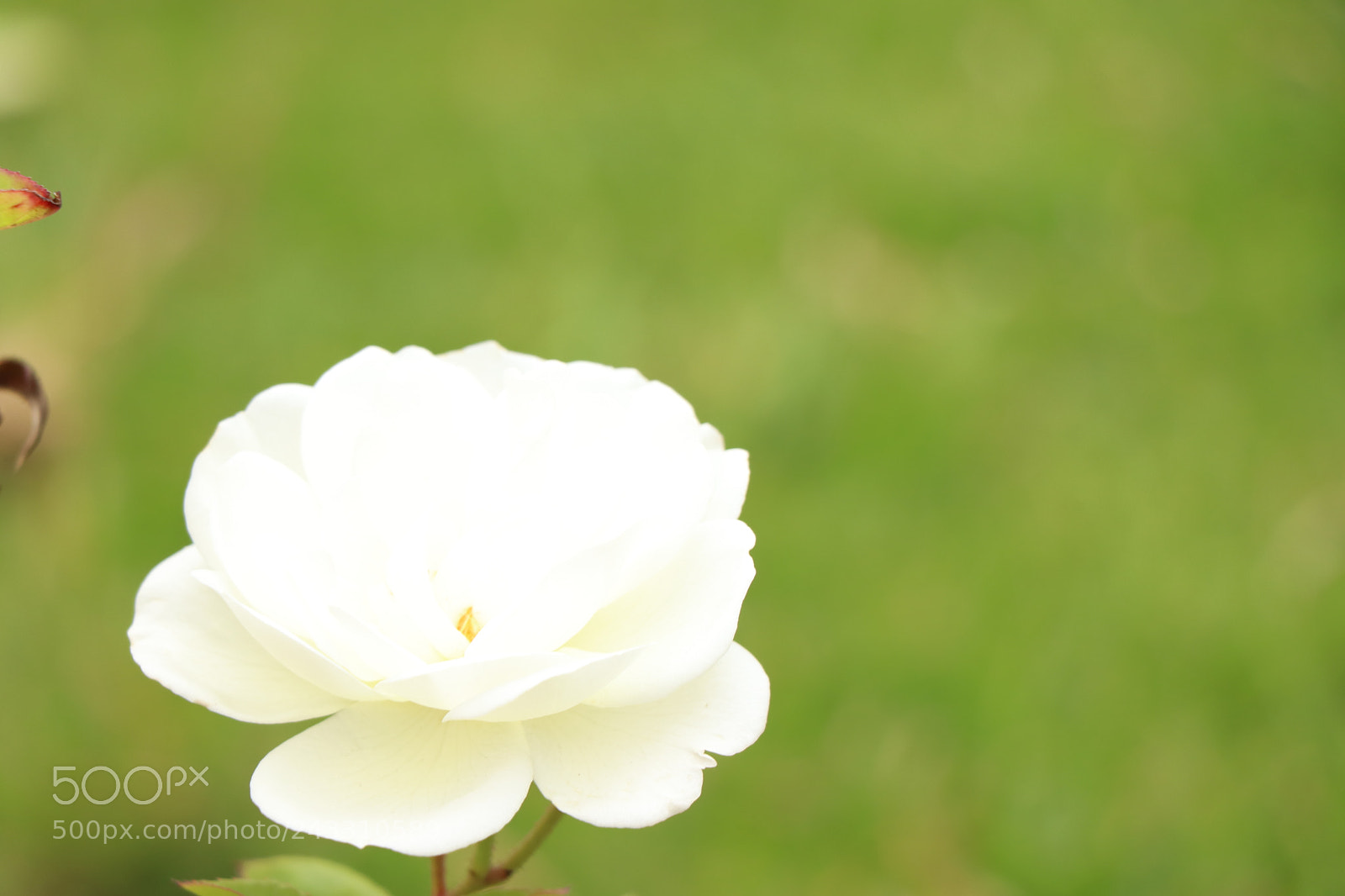 Canon EOS 77D (EOS 9000D / EOS 770D) sample photo. Img photography