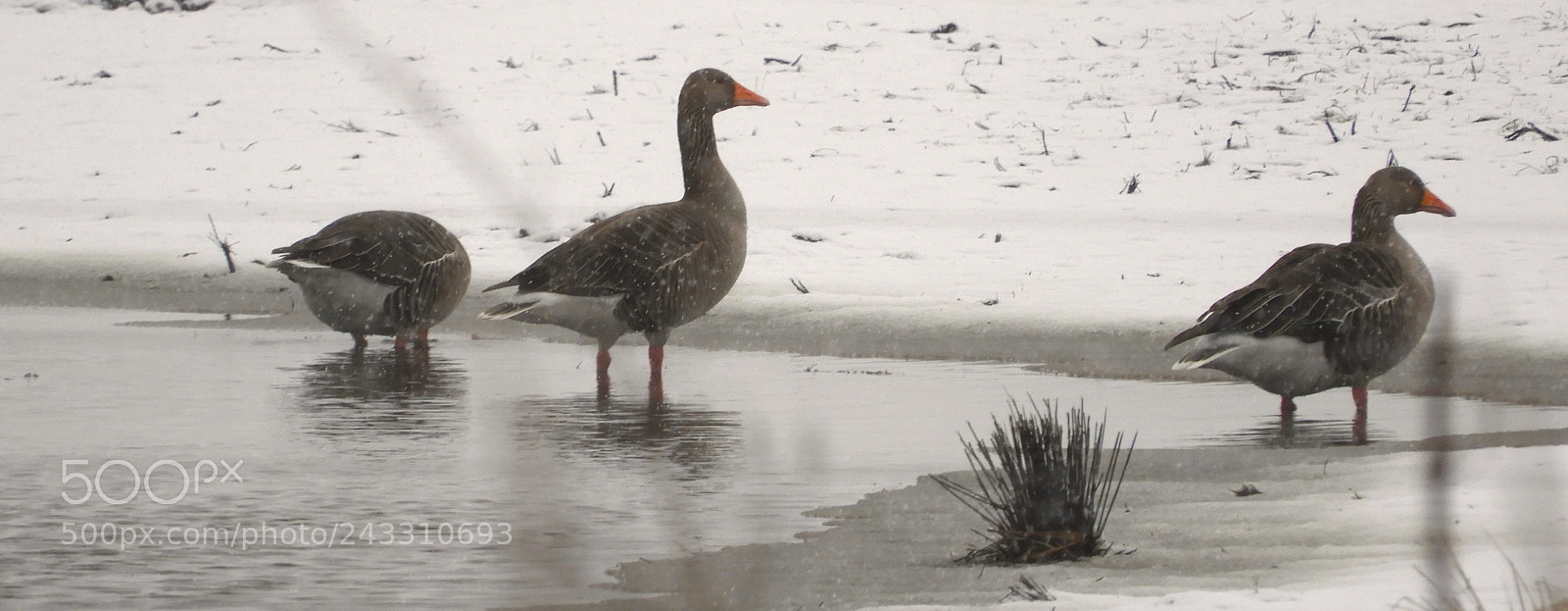 Nikon Coolpix B700 sample photo. Greylag geese in the photography