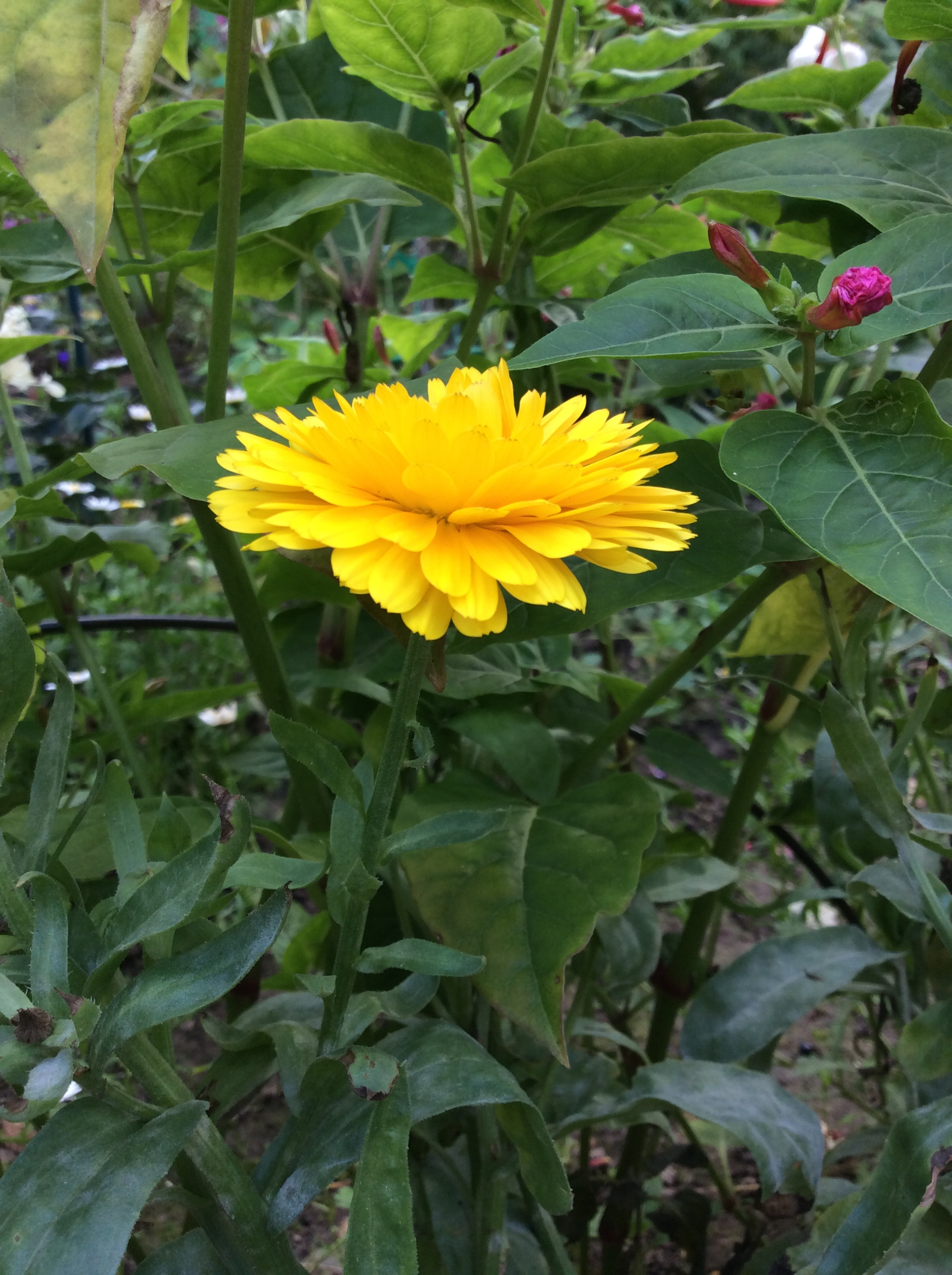 Apple iPad mini 3 sample photo. Calendula photography