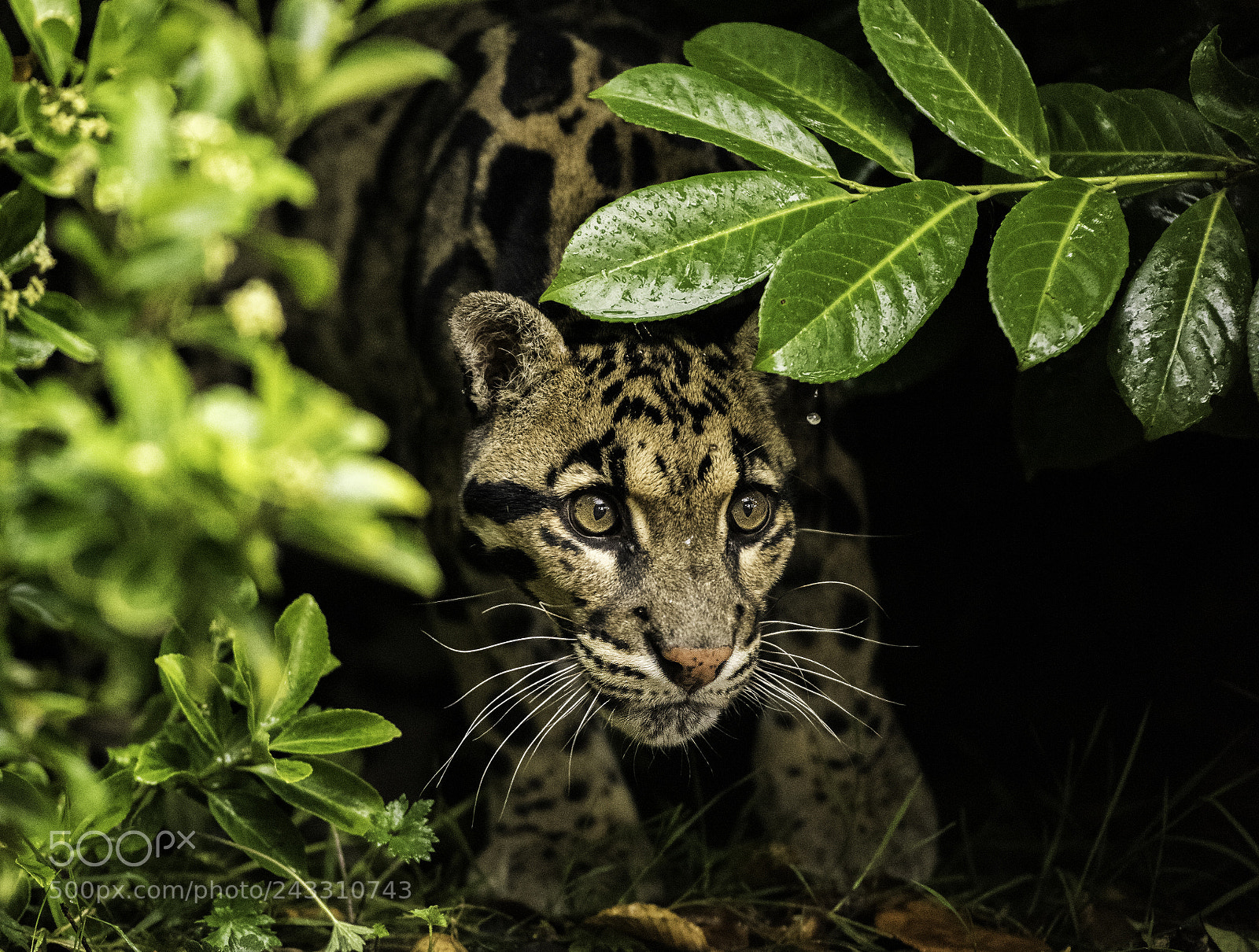 Nikon D810 sample photo. Clouded leopard photography
