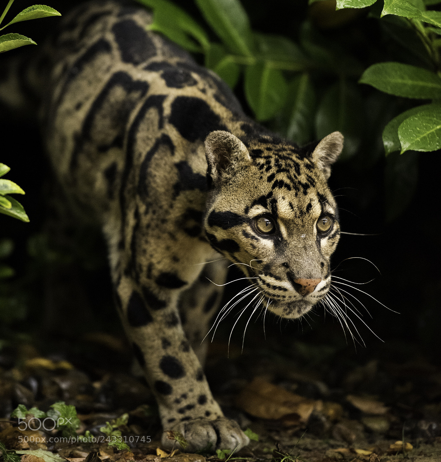 Nikon D810 sample photo. Clouded leopard photography