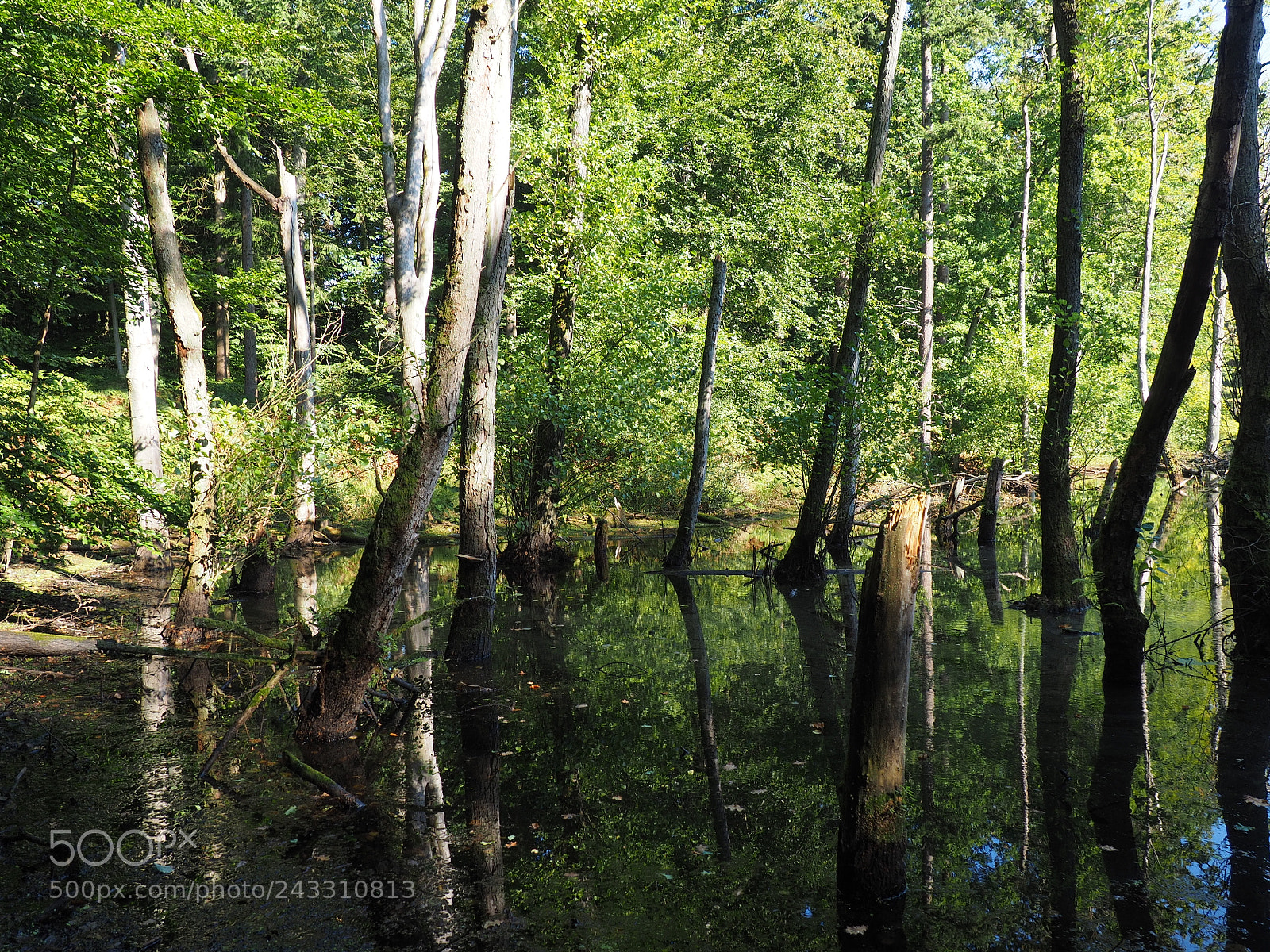 Olympus OM-D E-M10 sample photo. Swamp in kaltenhofen, germany photography