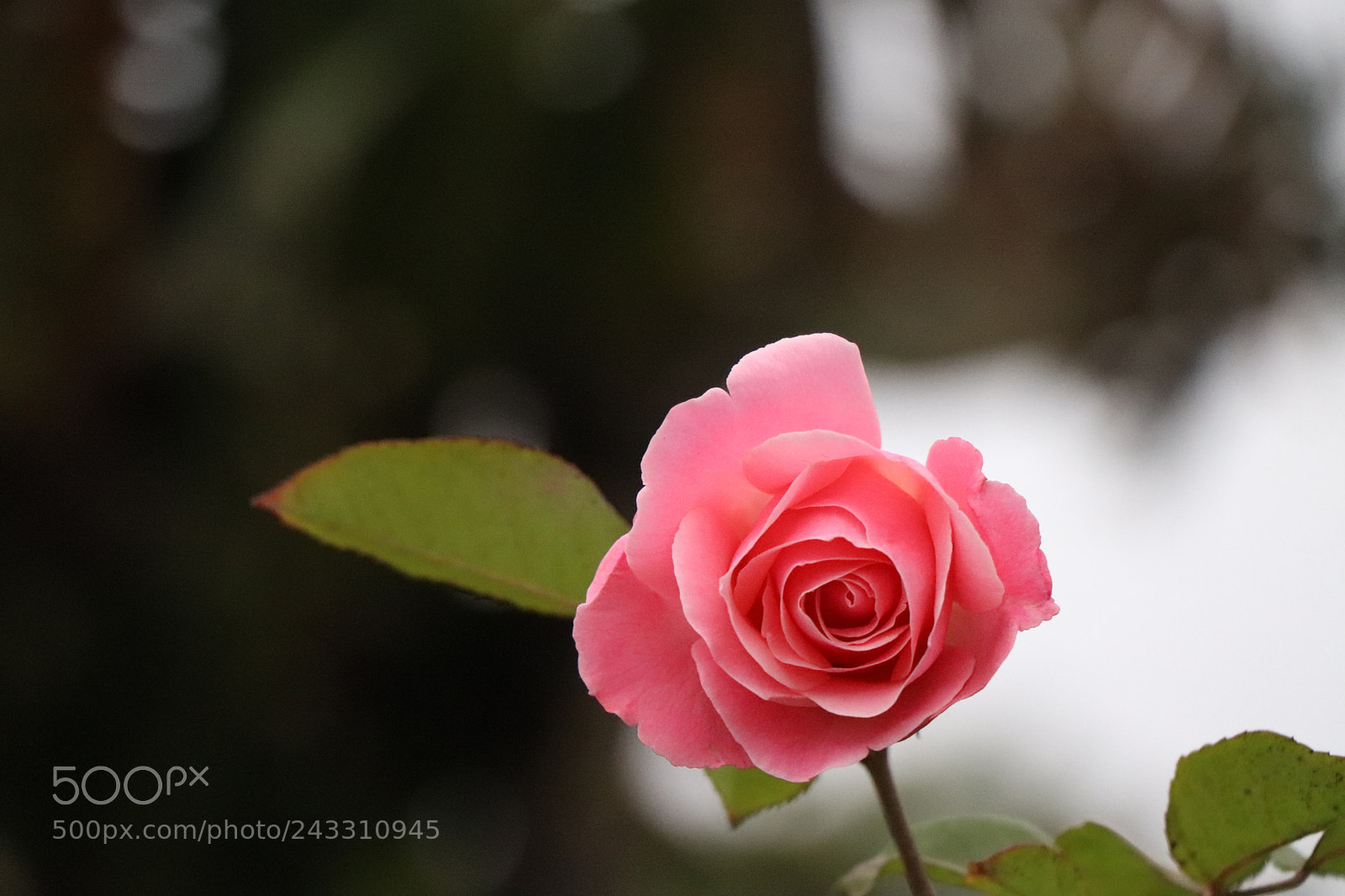 Canon EOS 77D (EOS 9000D / EOS 770D) sample photo. Img photography