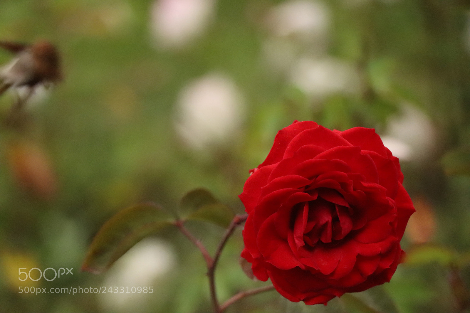 Canon EOS 77D (EOS 9000D / EOS 770D) sample photo. Img photography