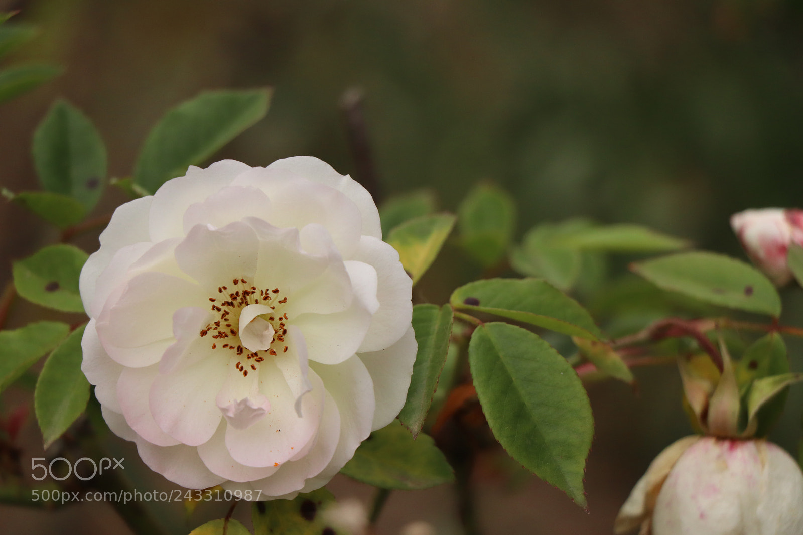 Canon EOS 77D (EOS 9000D / EOS 770D) sample photo. Img photography