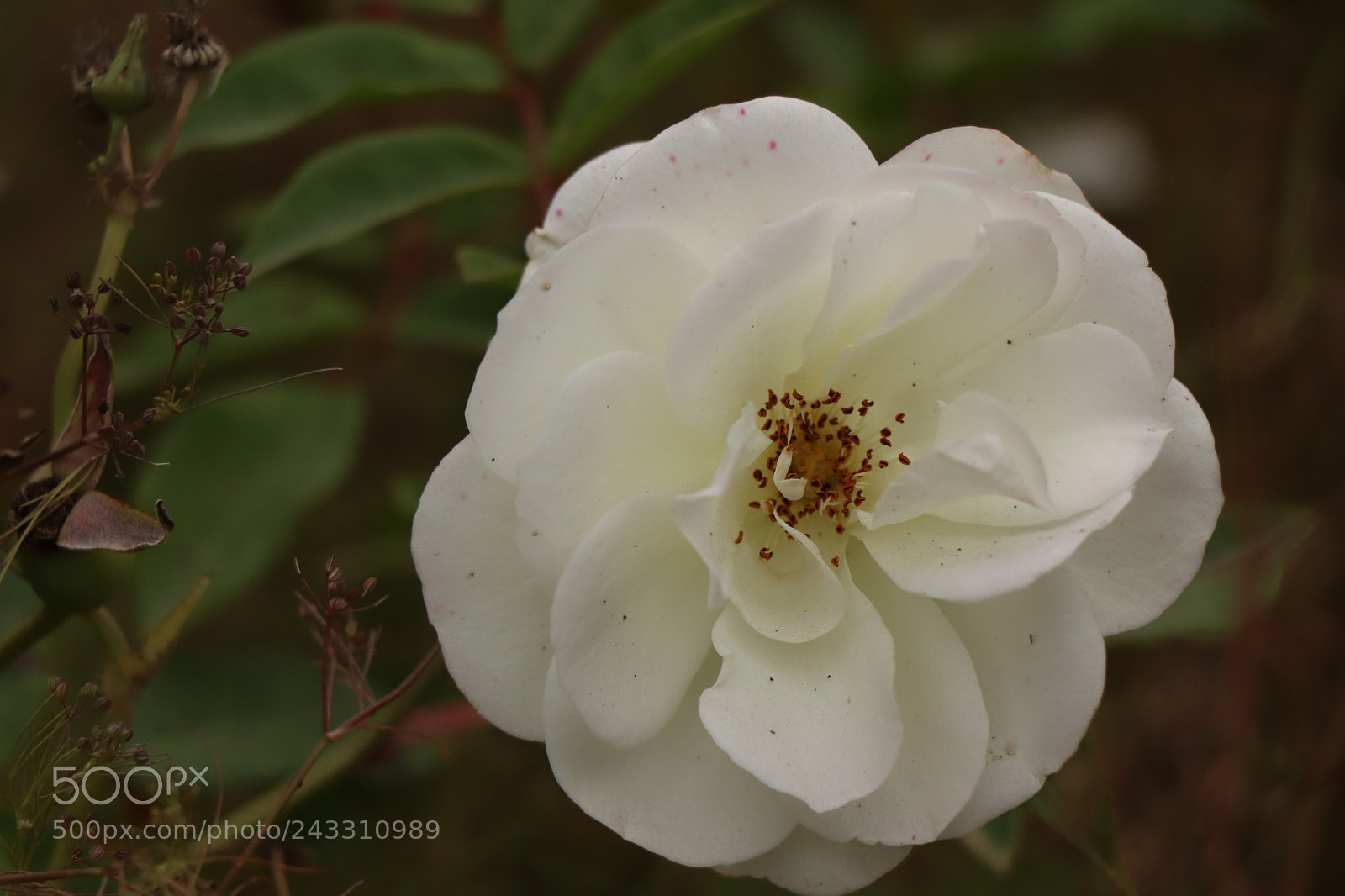 Canon EOS 77D (EOS 9000D / EOS 770D) sample photo. Img photography