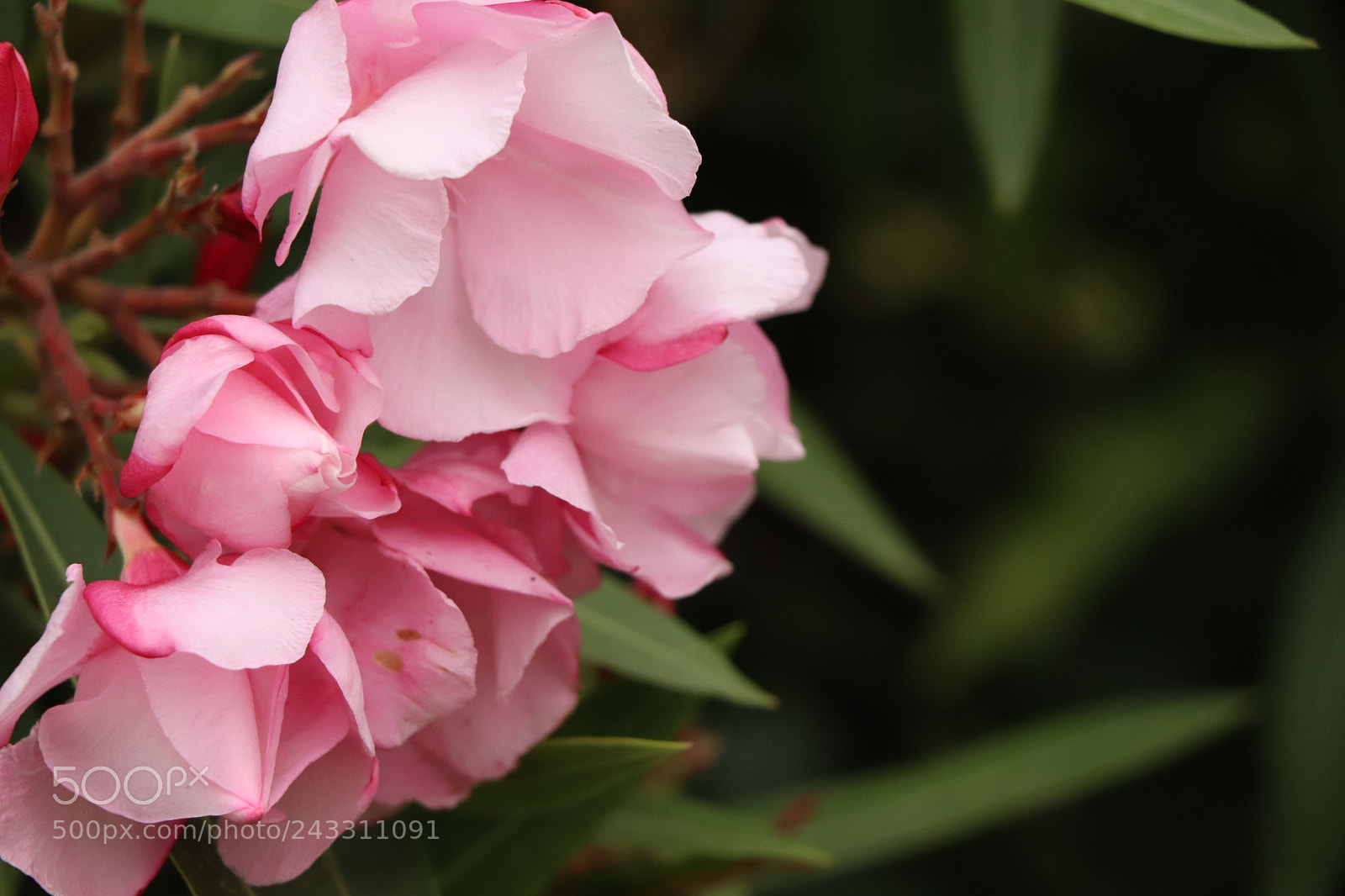 Canon EOS 77D (EOS 9000D / EOS 770D) sample photo. Img photography