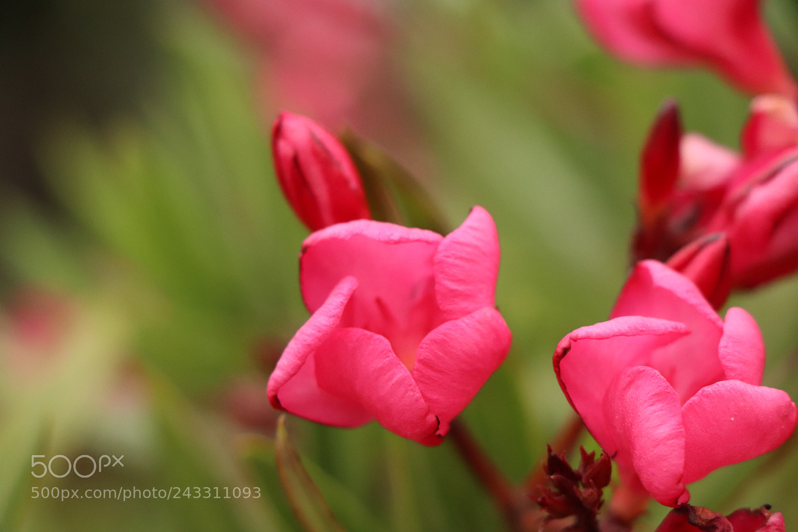Canon EOS 77D (EOS 9000D / EOS 770D) sample photo. Img photography