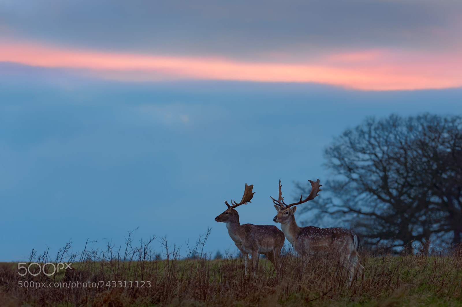 Nikon D810 sample photo. 'the fallow sky' photography