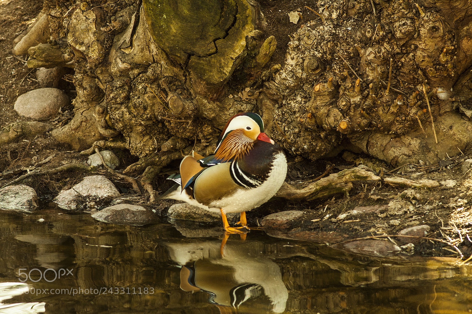 Canon EOS 50D sample photo. Mandarin duck in his photography