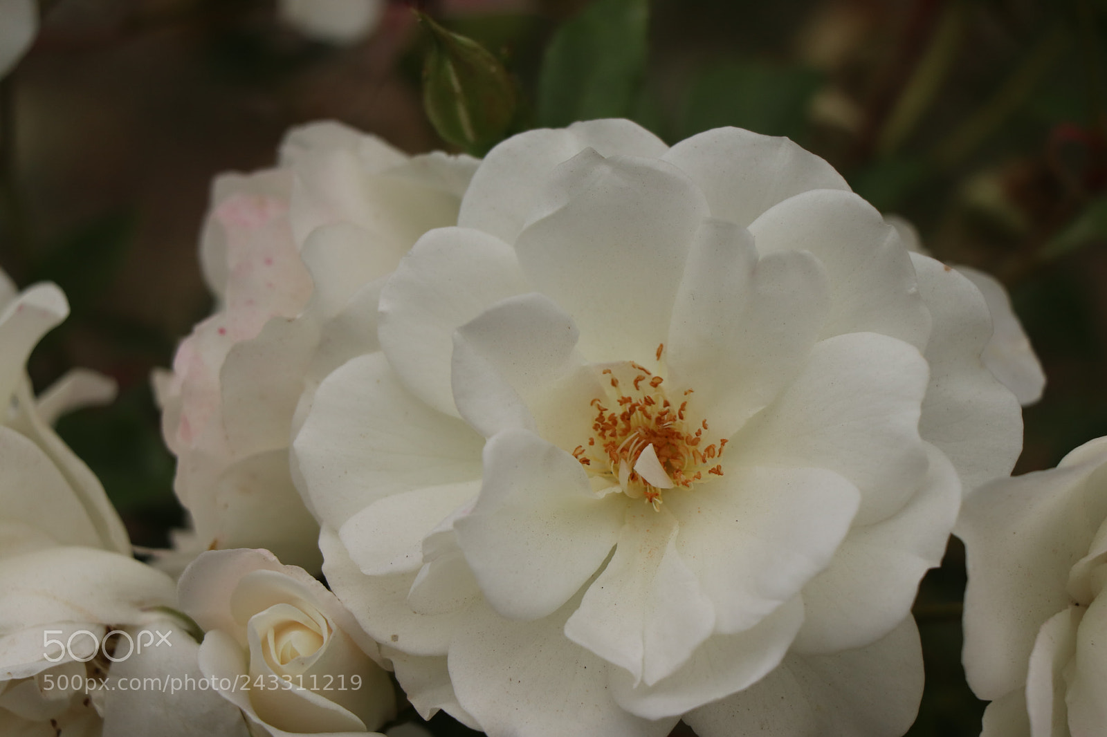 Canon EOS 77D (EOS 9000D / EOS 770D) sample photo. Img photography