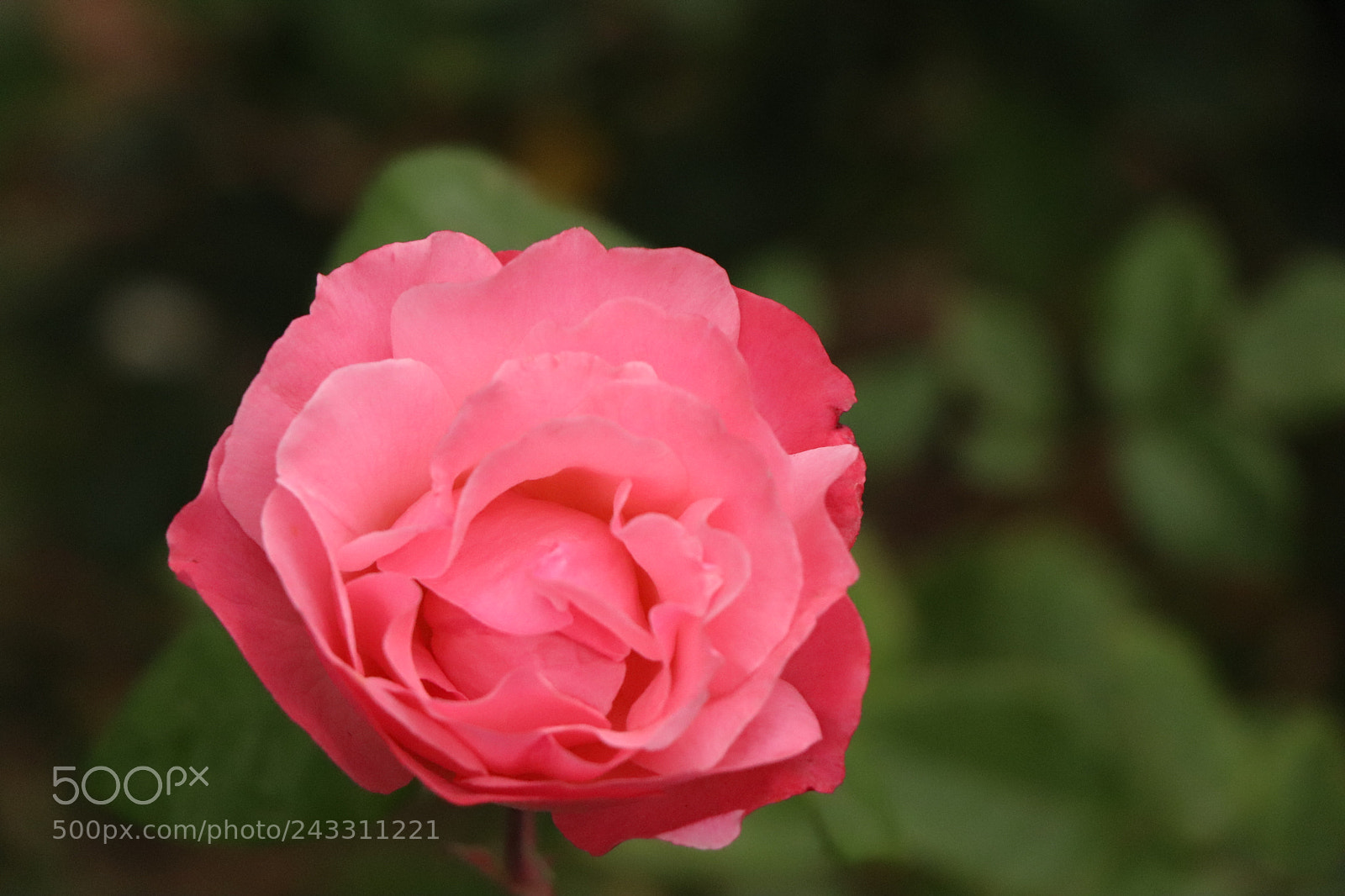 Canon EOS 77D (EOS 9000D / EOS 770D) sample photo. Img photography