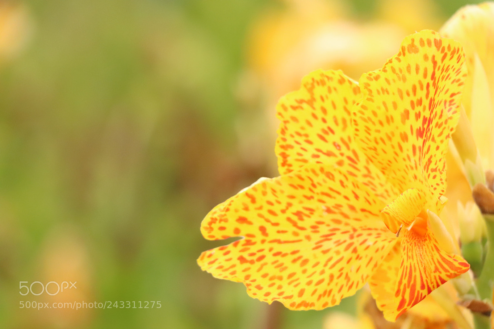 Canon EOS 77D (EOS 9000D / EOS 770D) sample photo. Img photography