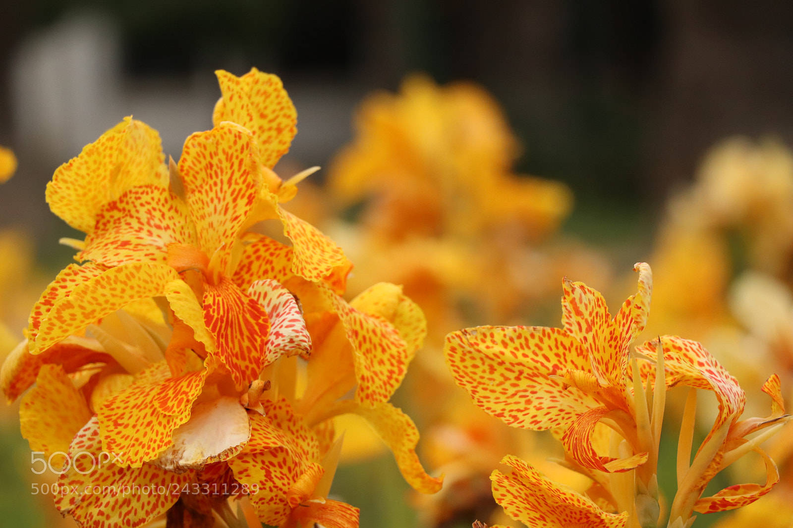 Canon EOS 77D (EOS 9000D / EOS 770D) sample photo. Img photography