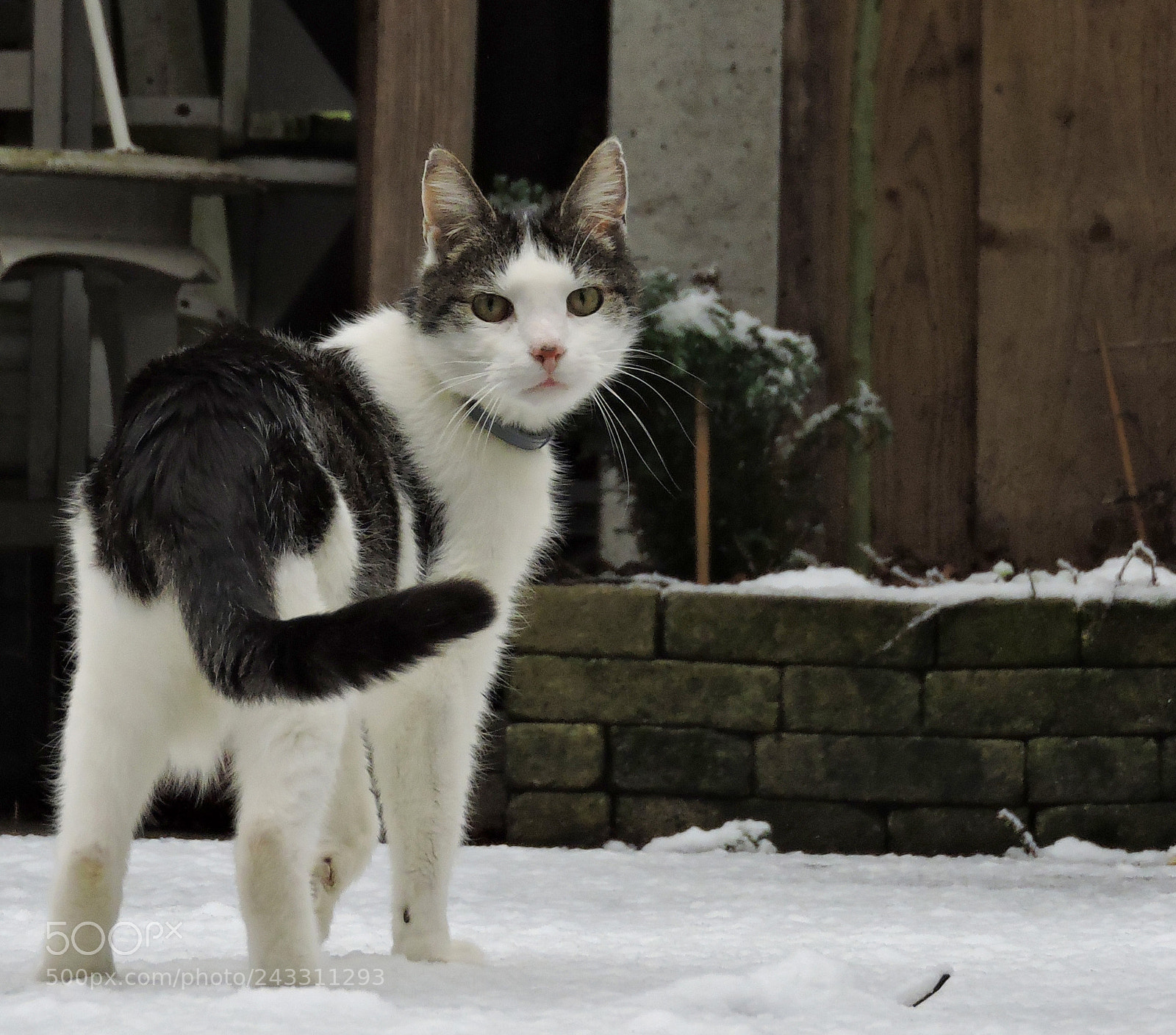Nikon Coolpix P600 sample photo. Cold cat photography