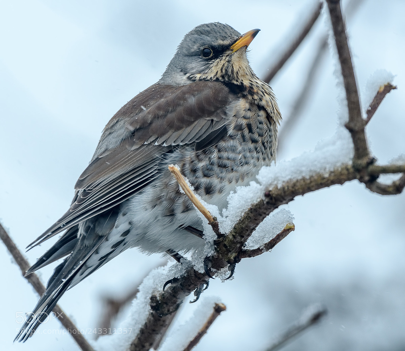 Nikon D500 sample photo. Fieldfare in the snow photography
