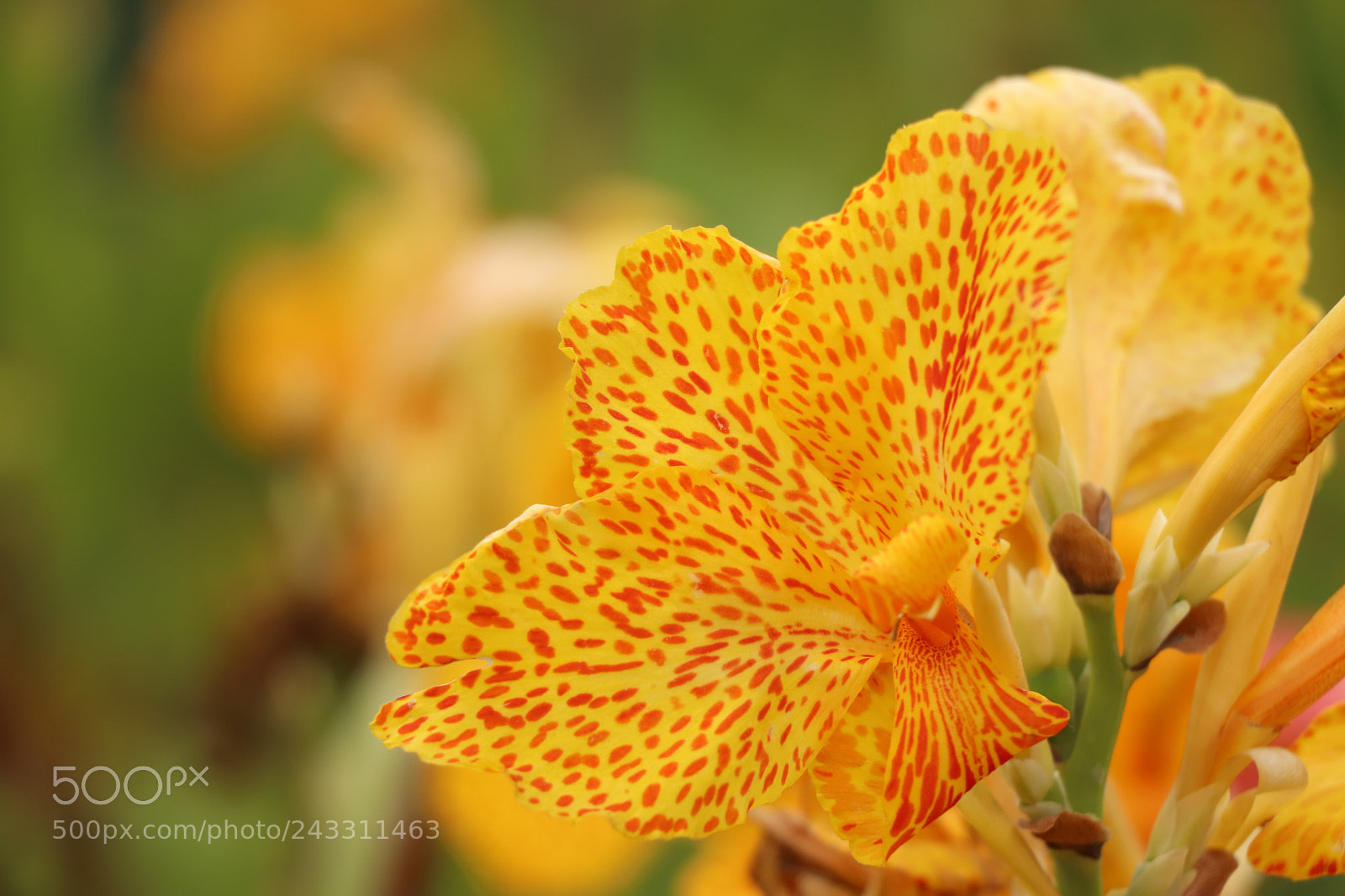 Canon EOS 77D (EOS 9000D / EOS 770D) sample photo. Img photography