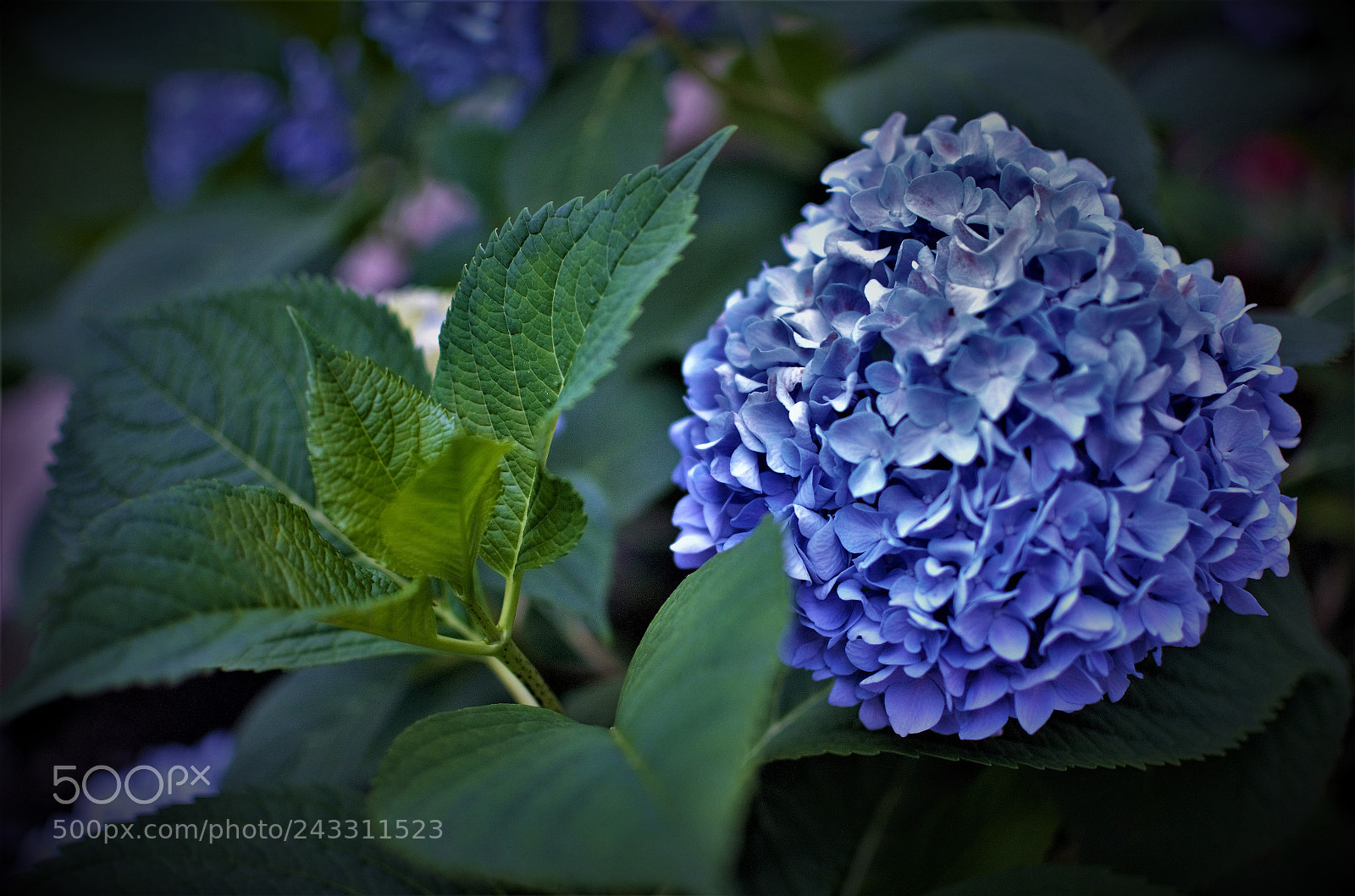 Nikon D5100 sample photo. Nature's beauty photography
