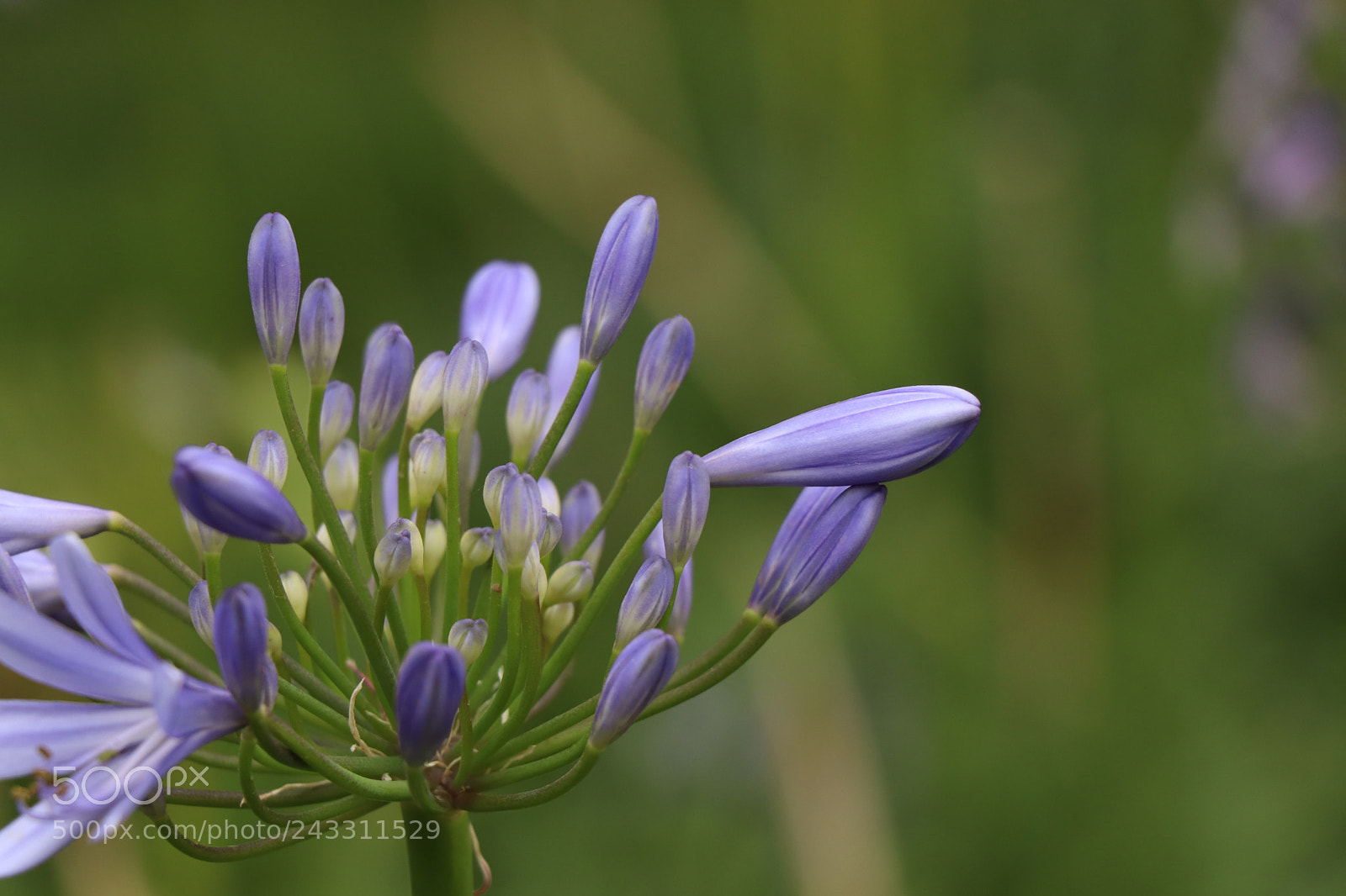 Canon EOS 77D (EOS 9000D / EOS 770D) sample photo. Img photography