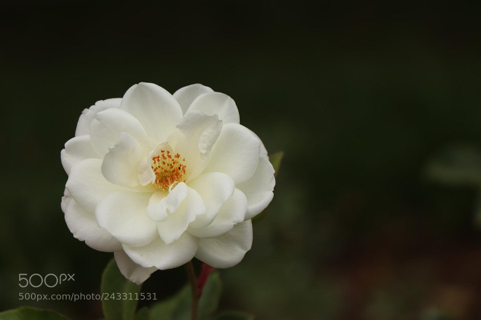 Canon EOS 77D (EOS 9000D / EOS 770D) sample photo. Img photography