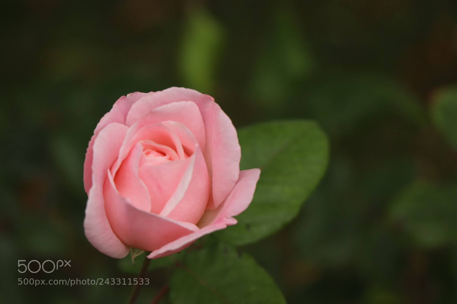 Canon EOS 77D (EOS 9000D / EOS 770D) sample photo. Img photography