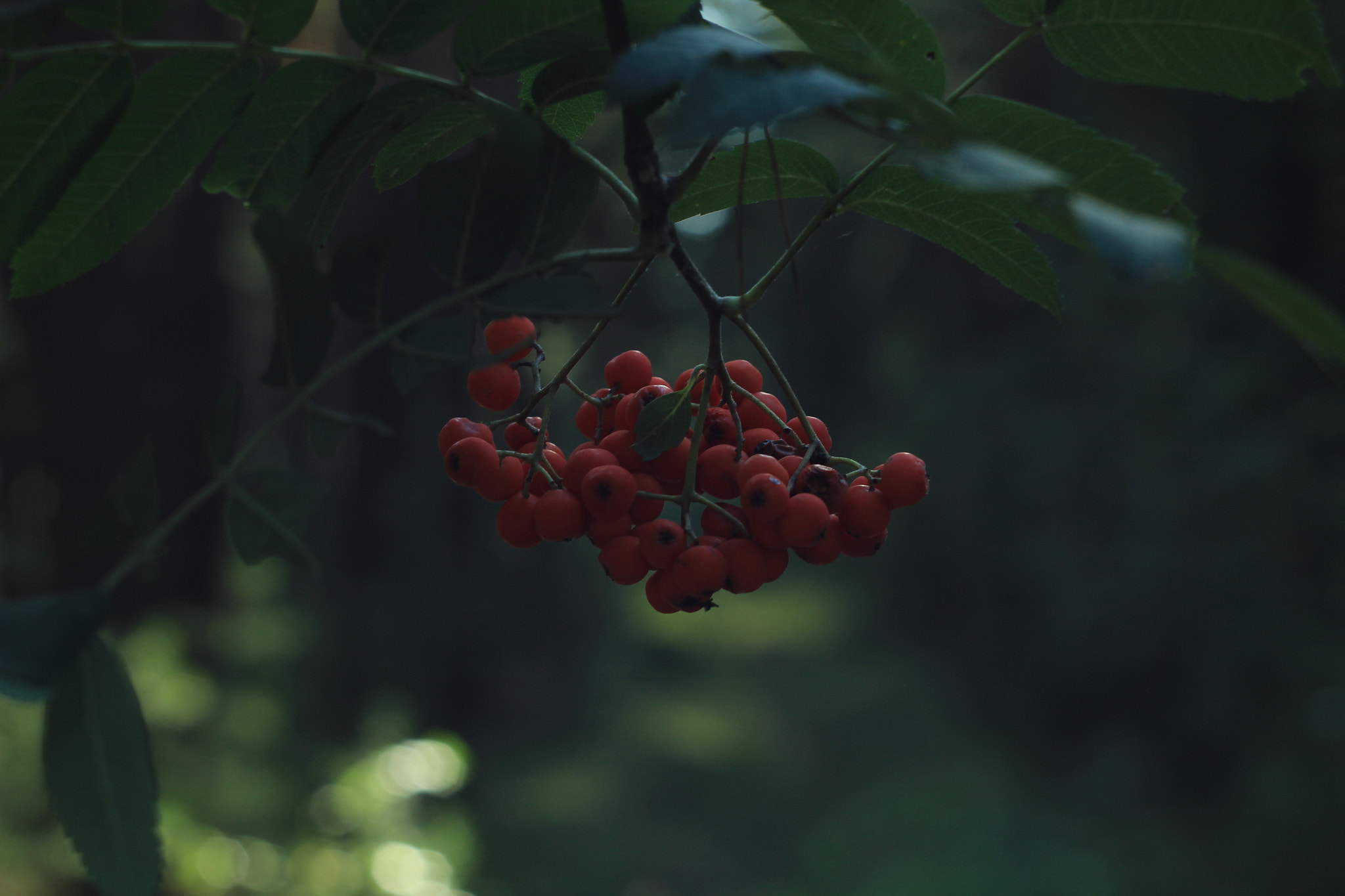 Canon EF 35-80mm f/4-5.6 sample photo. Рябина в лесу. photography