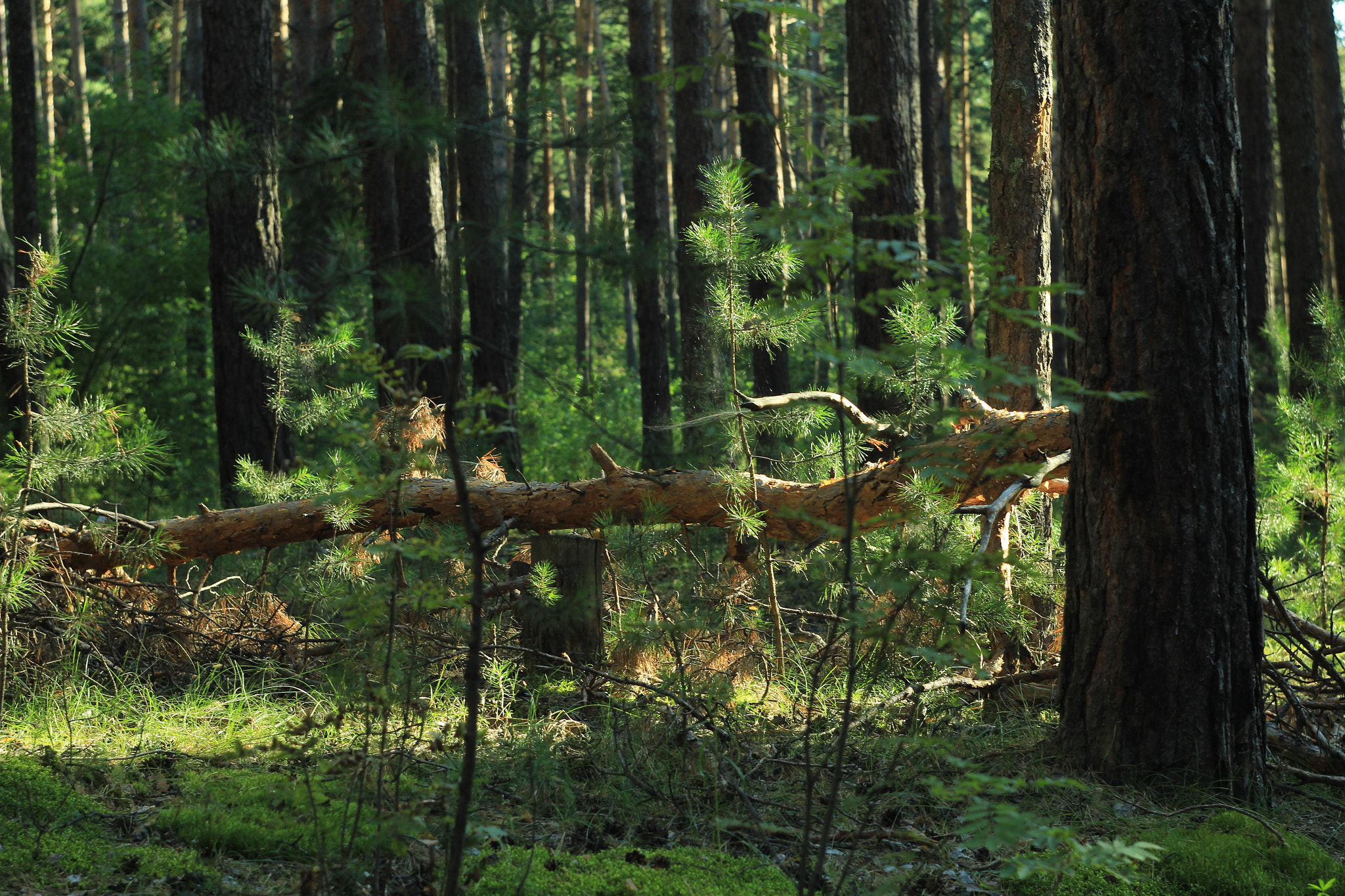 Canon EF 35-80mm f/4-5.6 sample photo. Поваленное дерево. photography