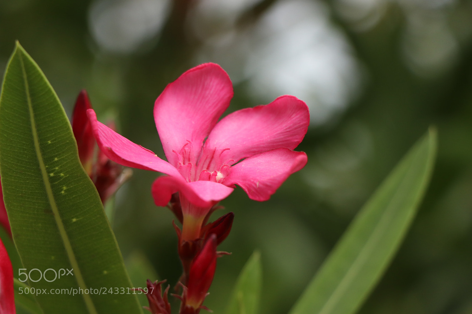 Canon EOS 77D (EOS 9000D / EOS 770D) sample photo. Img photography