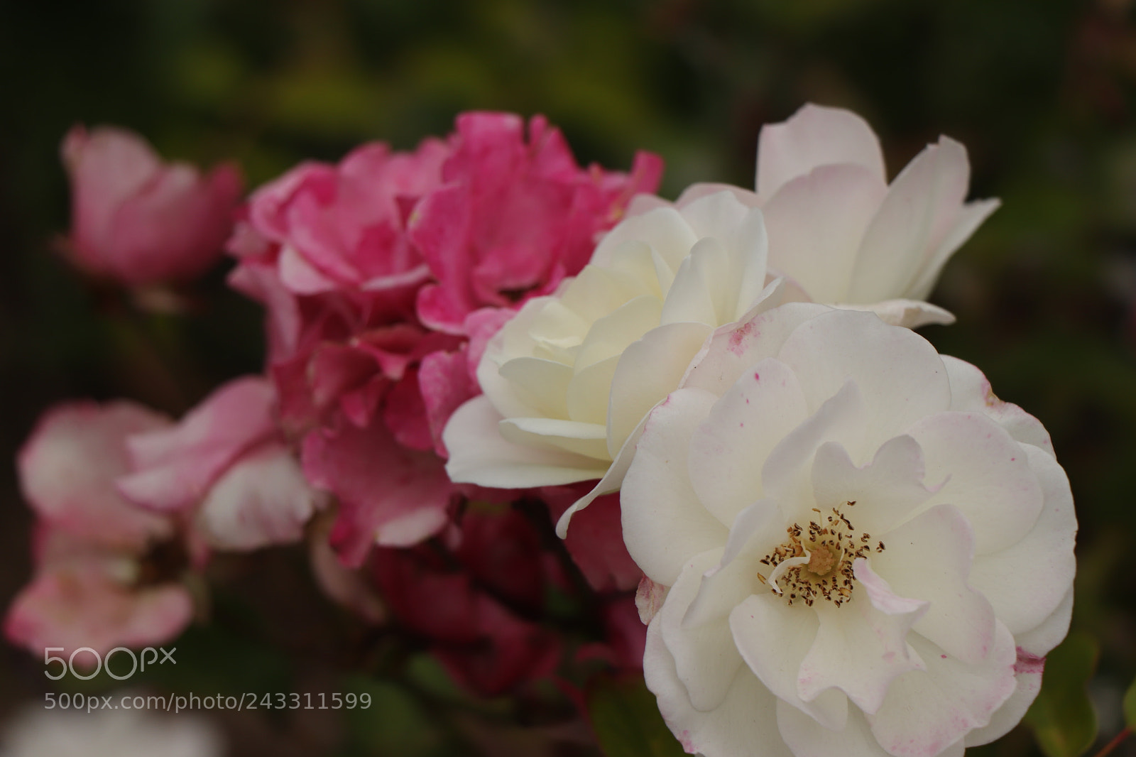 Canon EOS 77D (EOS 9000D / EOS 770D) sample photo. Img photography