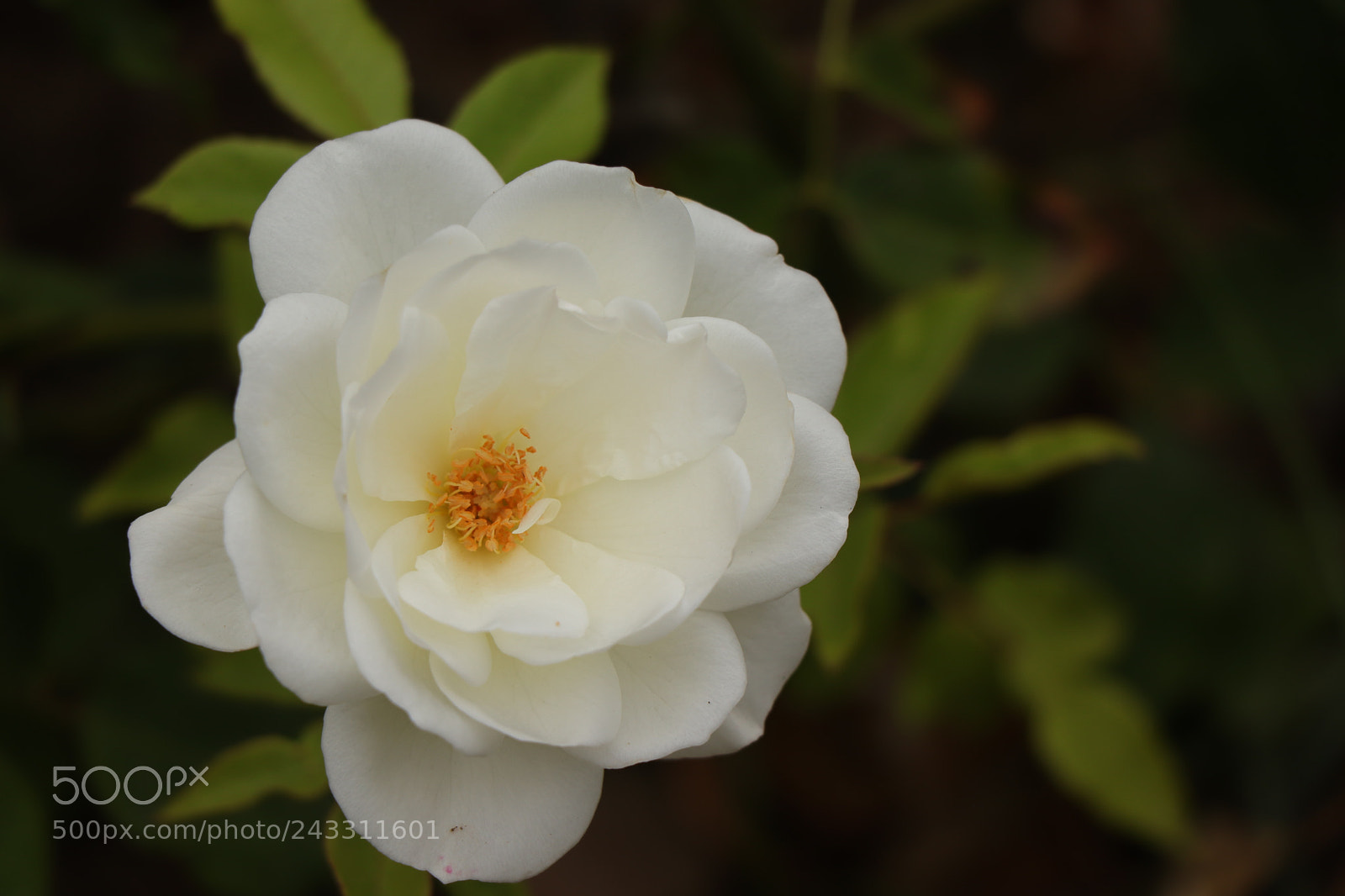 Canon EOS 77D (EOS 9000D / EOS 770D) sample photo. Img photography