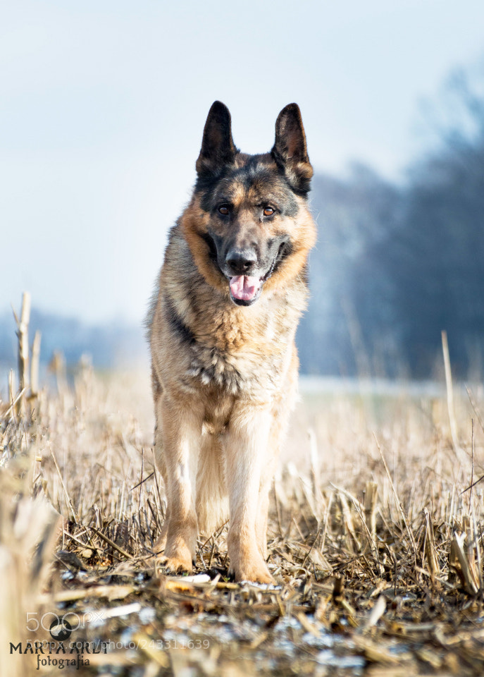 Nikon D3200 sample photo. Dog photography