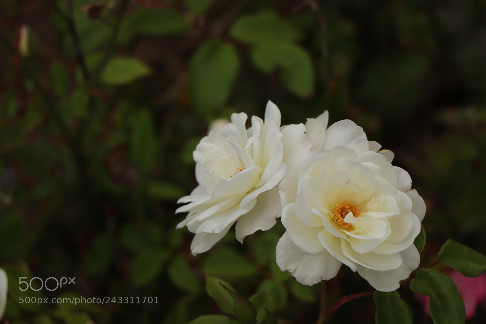 Canon EOS 77D (EOS 9000D / EOS 770D) sample photo. Img photography