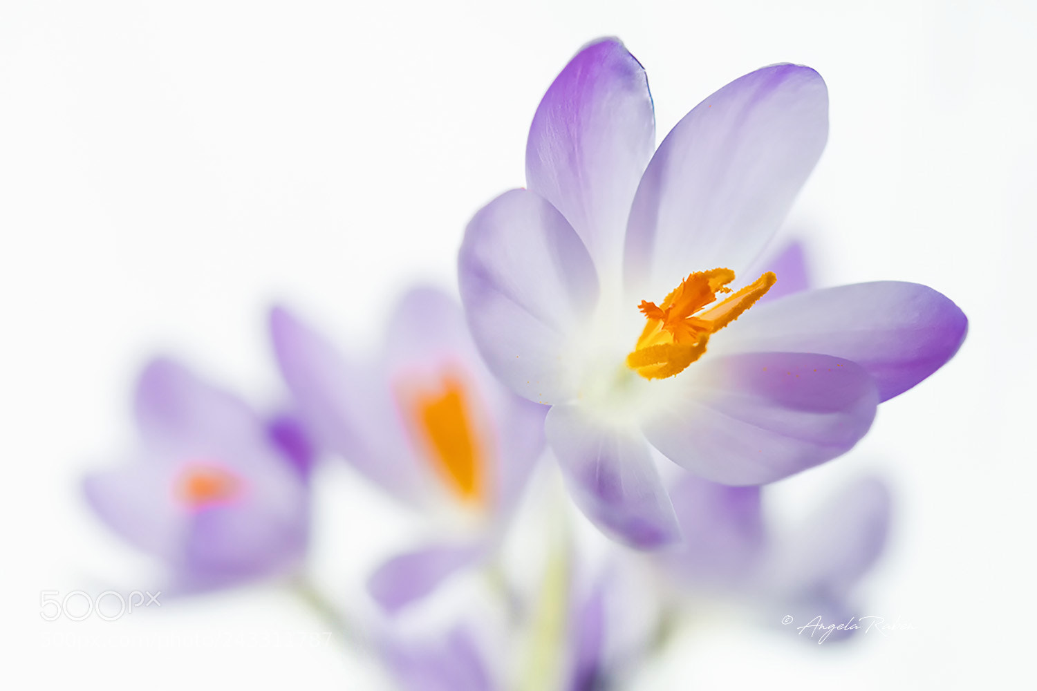 Olympus OM-D E-M5 II sample photo. First crocuses photography
