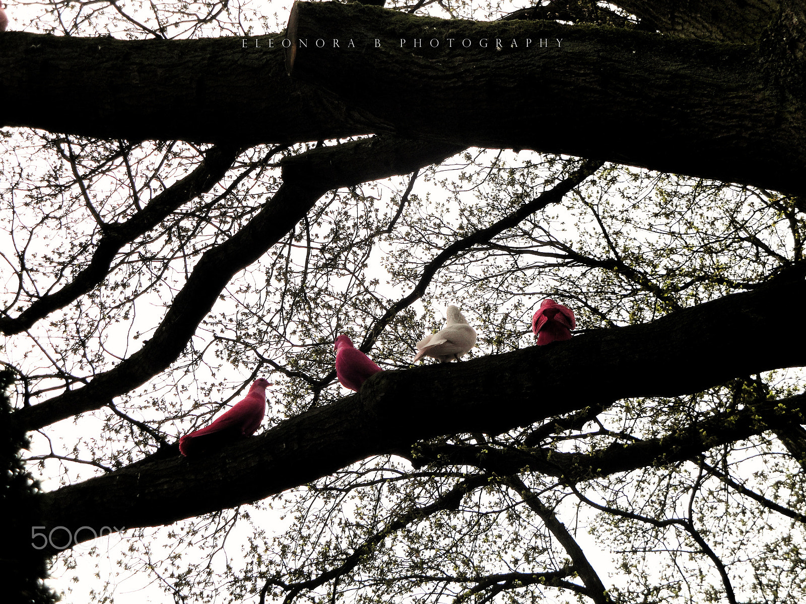 Sony DSC-W270 sample photo. Doves. photography