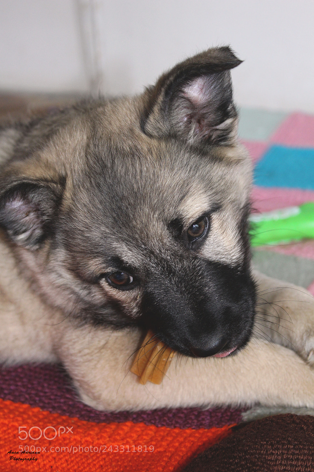 Canon EOS 100D (EOS Rebel SL1 / EOS Kiss X7) sample photo. Dog photography