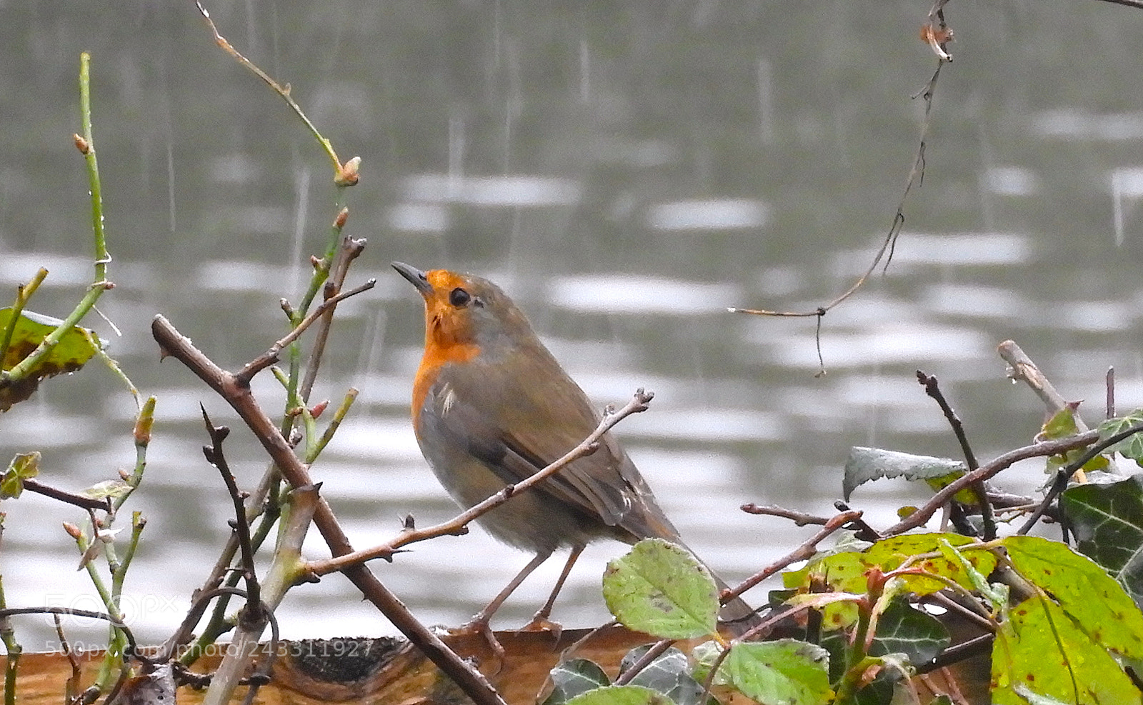Nikon Coolpix B700 sample photo. Robin with snow and photography