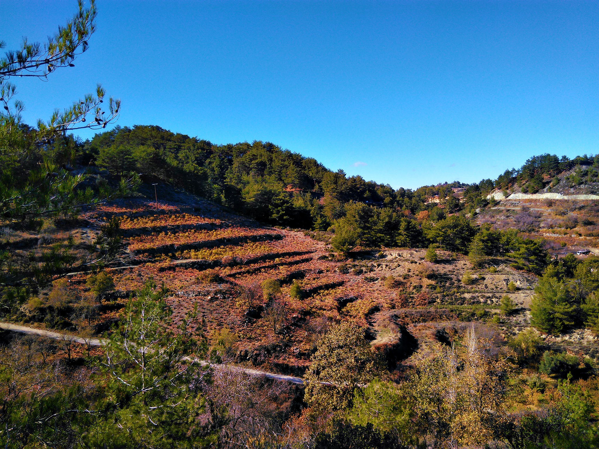 QCOM-AA QCAM-AA sample photo. Kyperounta vineyards photography