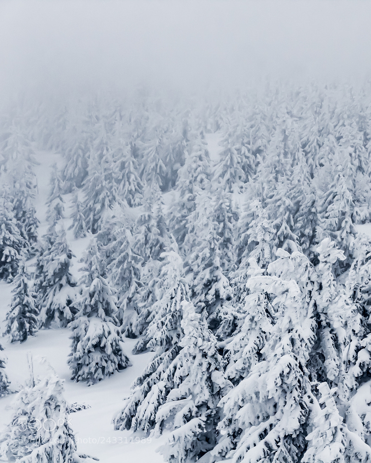 Canon EOS 550D (EOS Rebel T2i / EOS Kiss X4) sample photo. Trees in the snow. photography