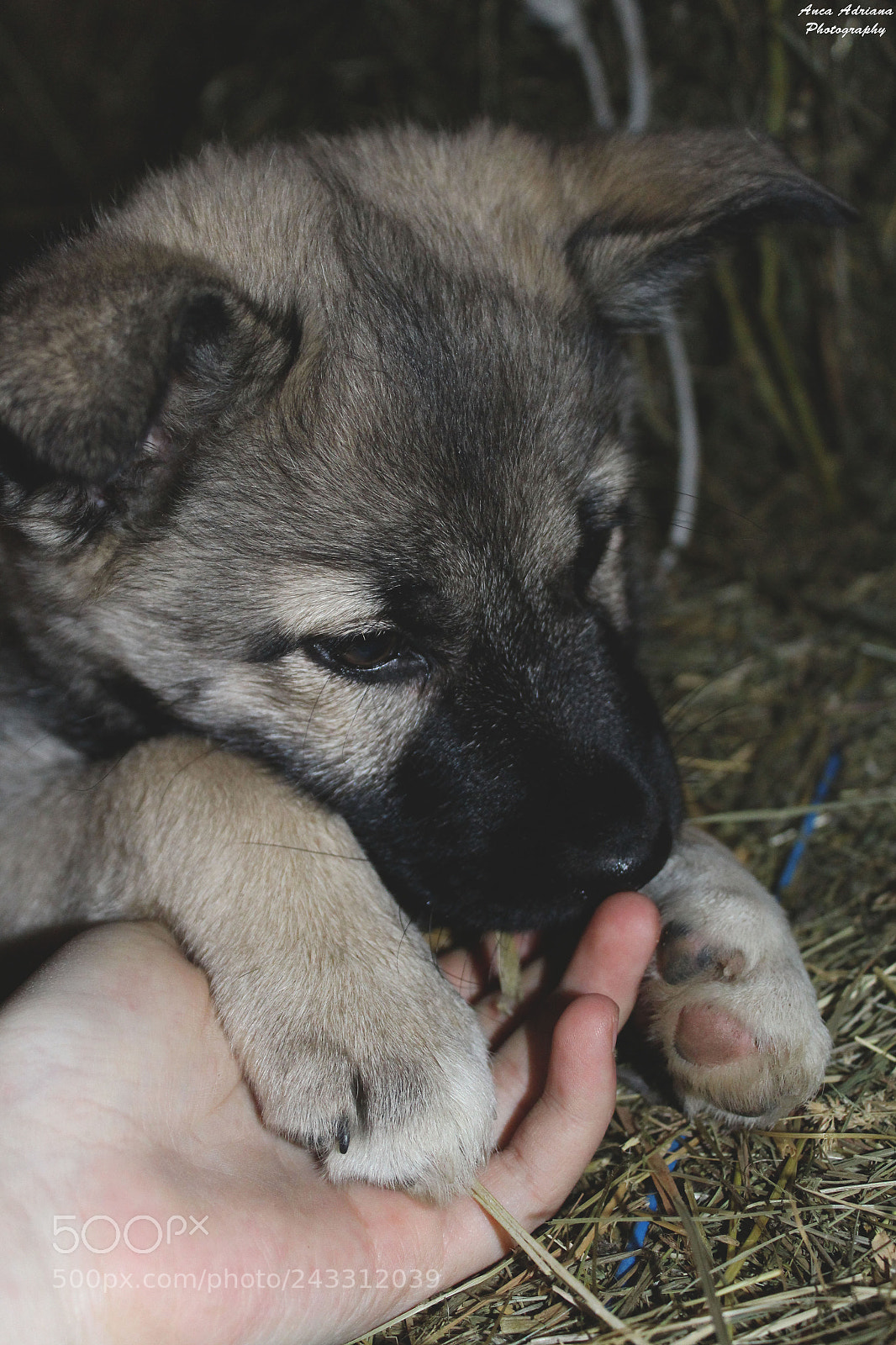 Canon EOS 100D (EOS Rebel SL1 / EOS Kiss X7) sample photo. Dog loved photography