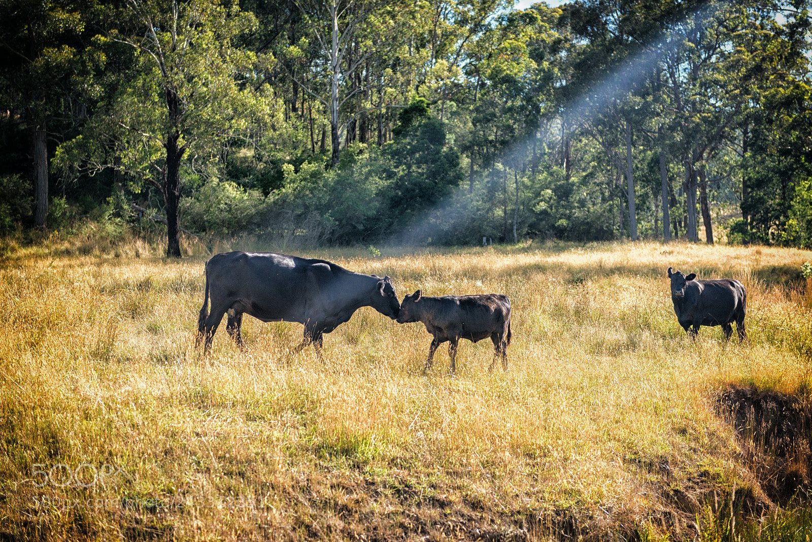 Nikon D800 sample photo. Cow love blessed by photography