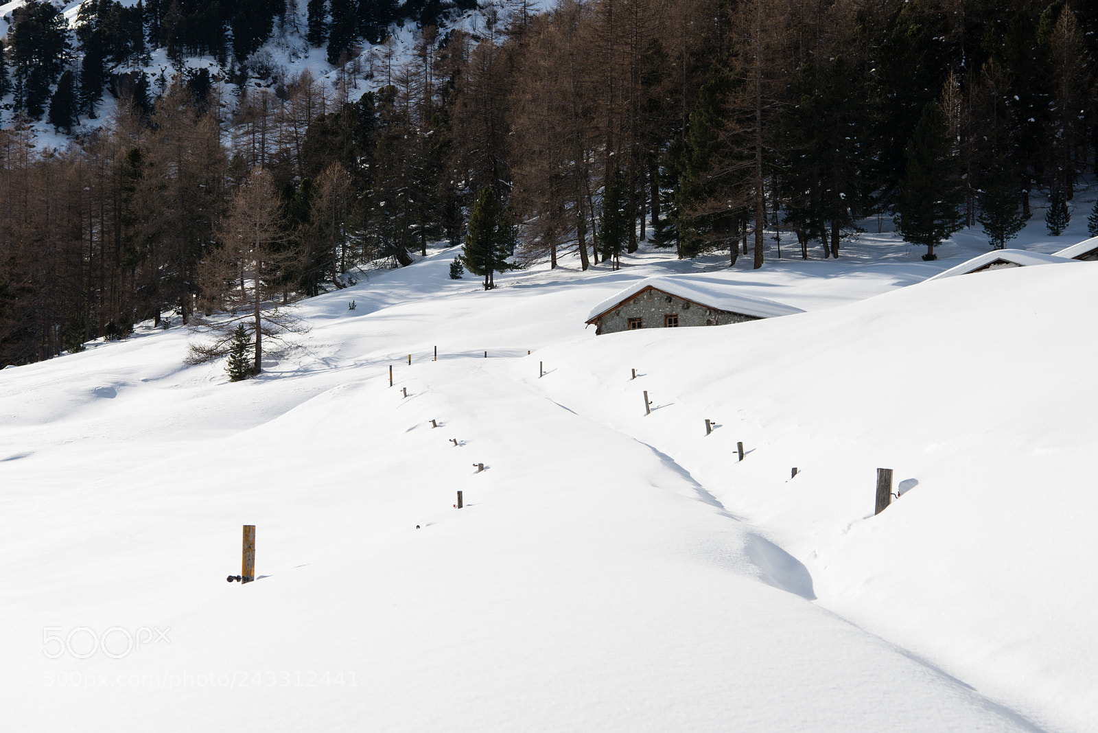 Nikon D800 sample photo. Winter photography