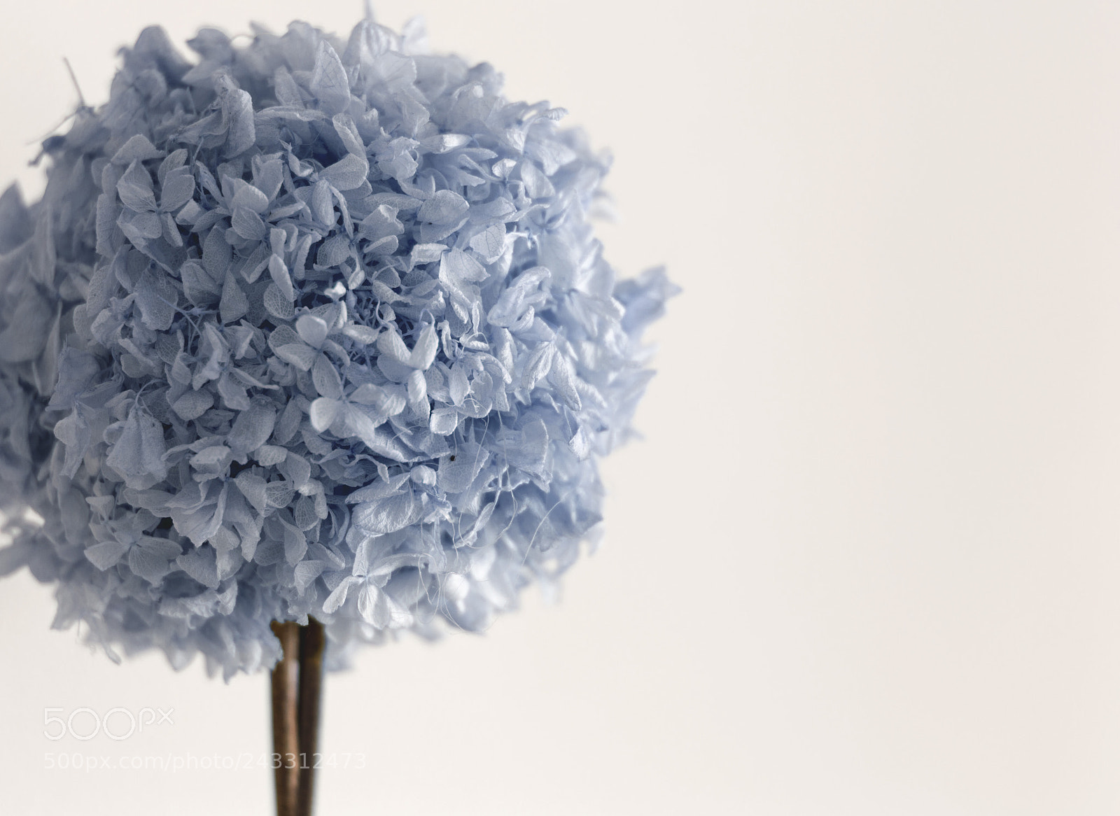Nikon D3200 sample photo. Lone blue tree photography