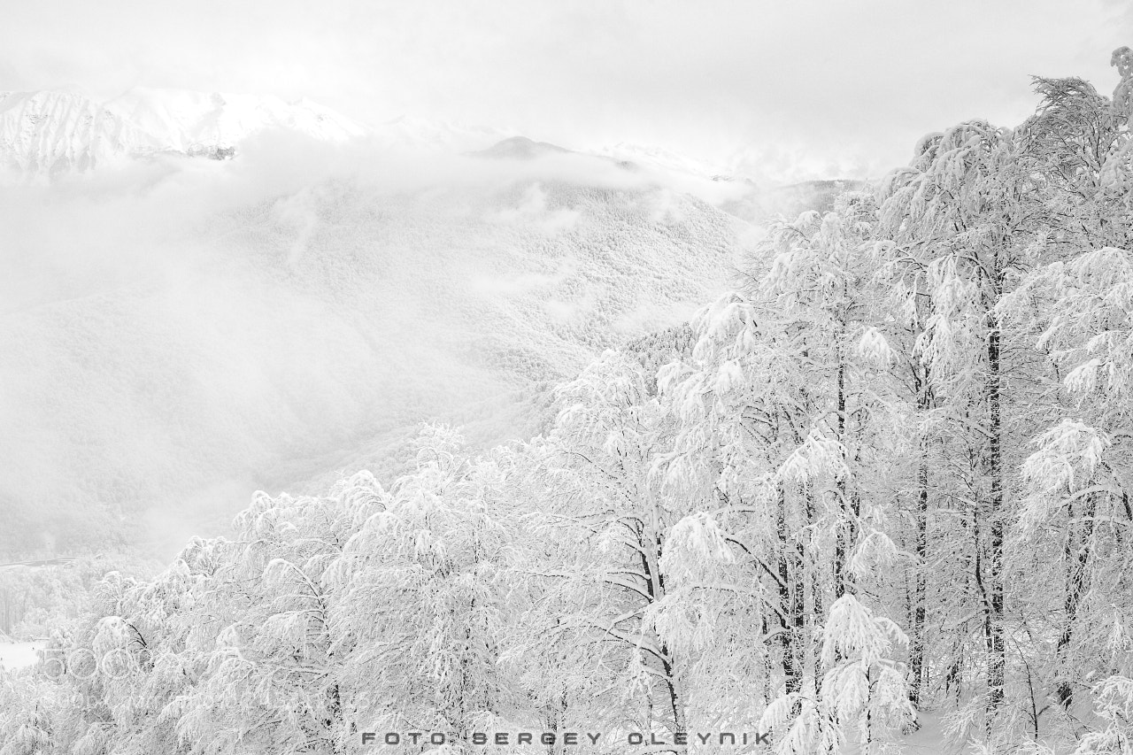 Canon EOS 5D Mark II sample photo. Winter's tale photography