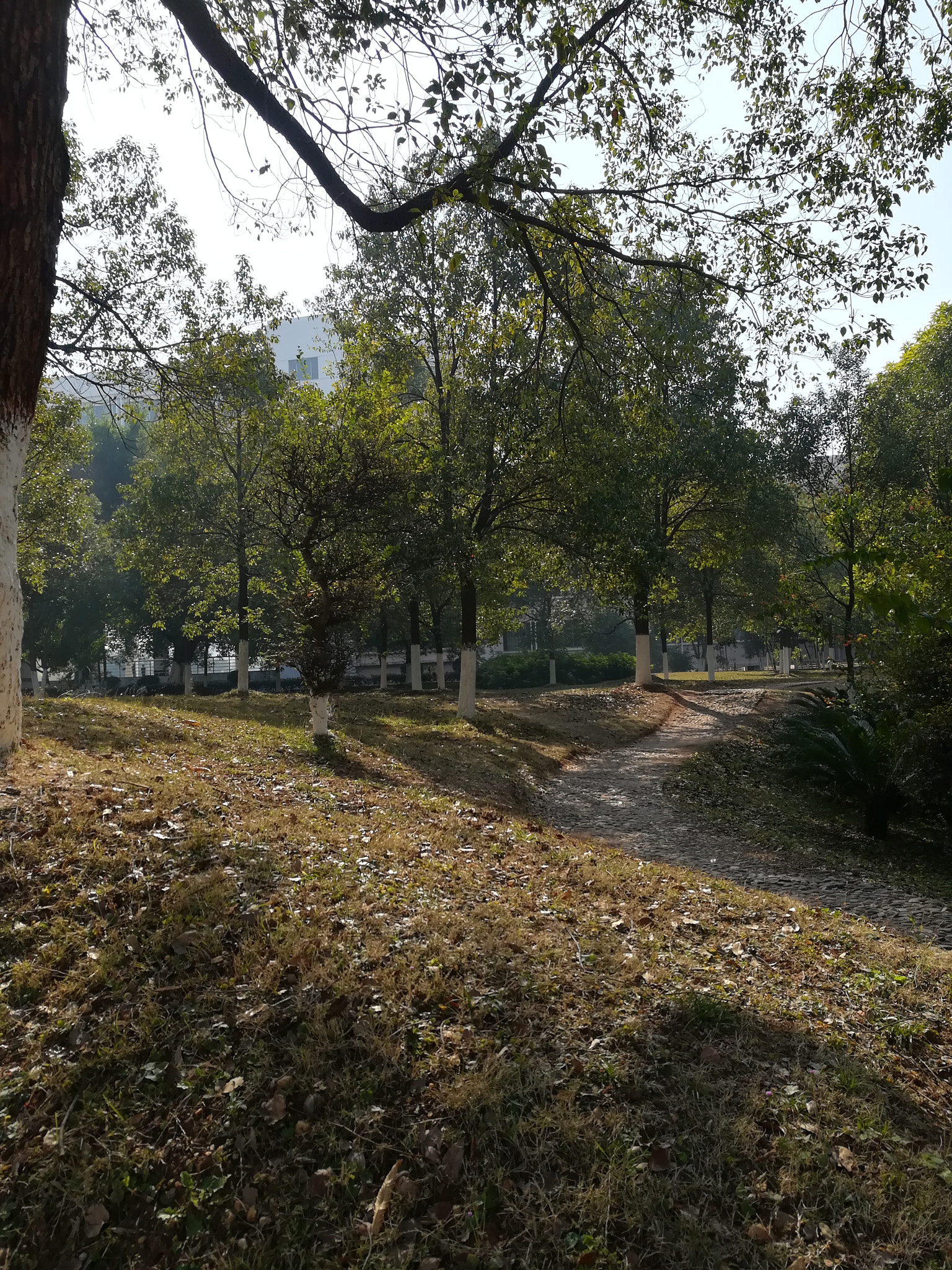 HUAWEI c??Eu?s 6X sample photo