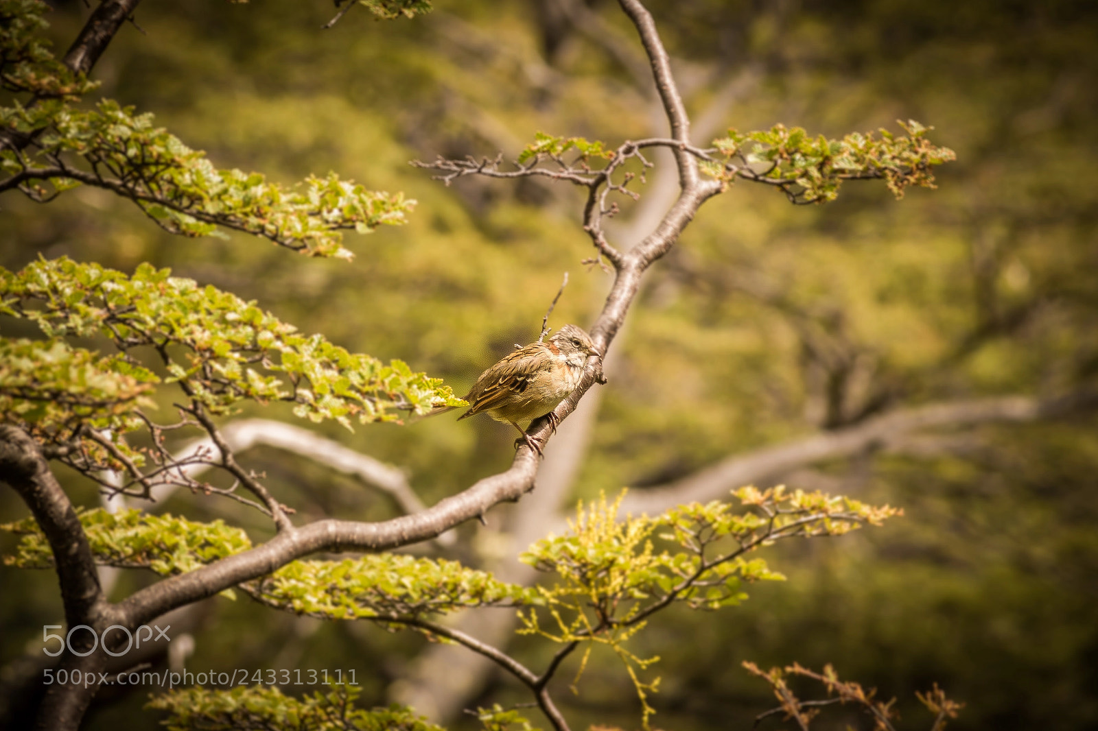 Canon EOS 750D (EOS Rebel T6i / EOS Kiss X8i) sample photo. Mimus patagonicus photography