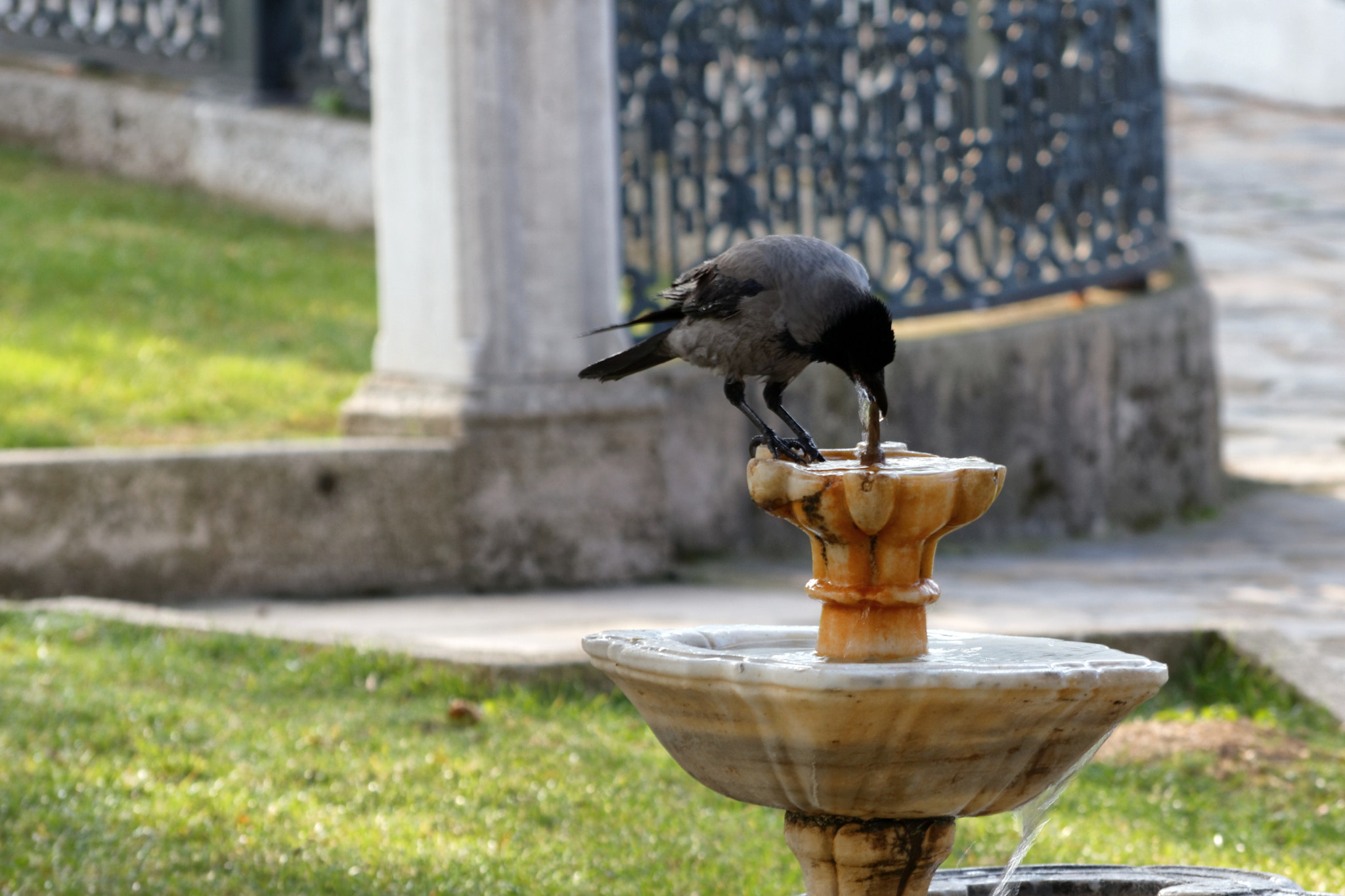 Canon EOS 550D (EOS Rebel T2i / EOS Kiss X4) + Sigma 50-200mm F4-5.6 DC OS HSM sample photo. Istanbul. crow photography