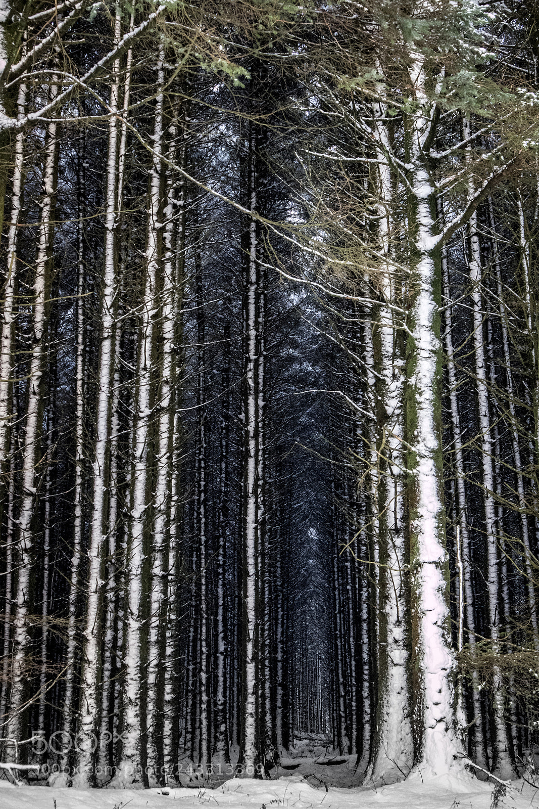 Canon EOS M10 sample photo. Snowy wood photography