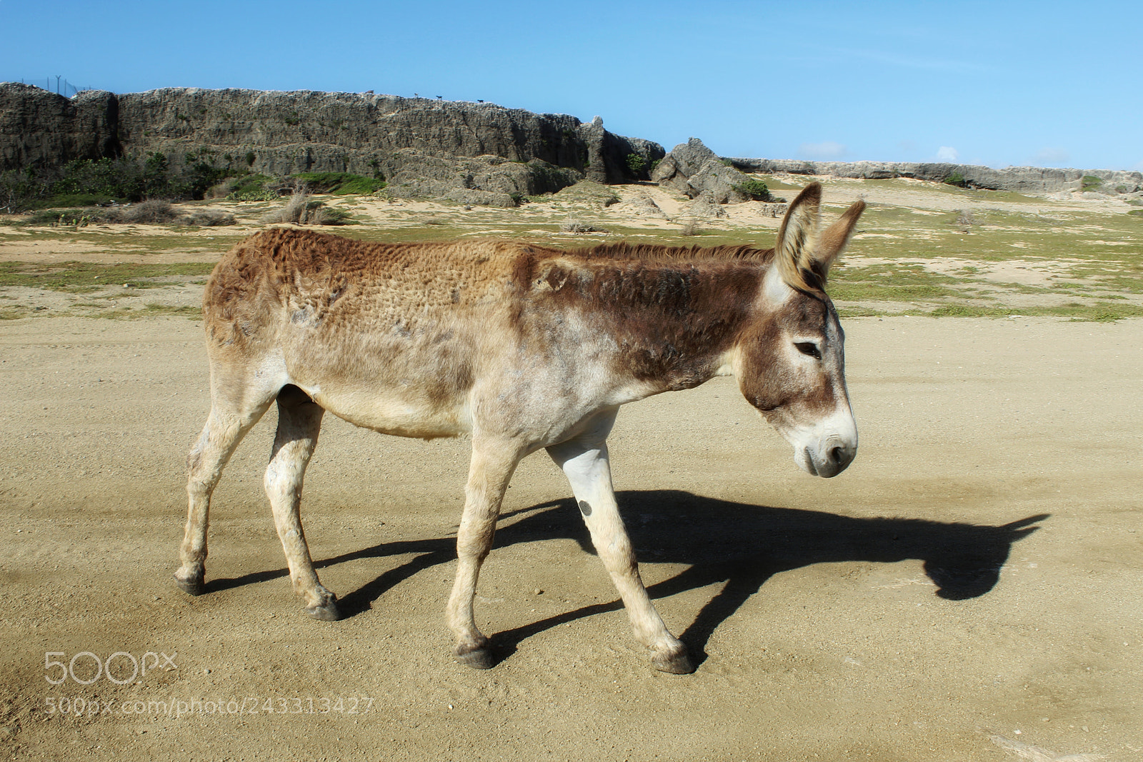 Canon EOS 1300D (EOS Rebel T6 / EOS Kiss X80) sample photo. Donkey photography