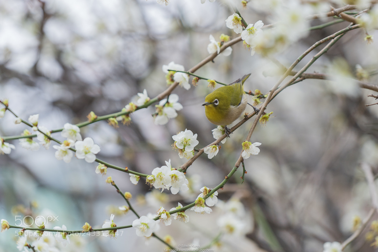 Sony a7 II sample photo. Ready photography